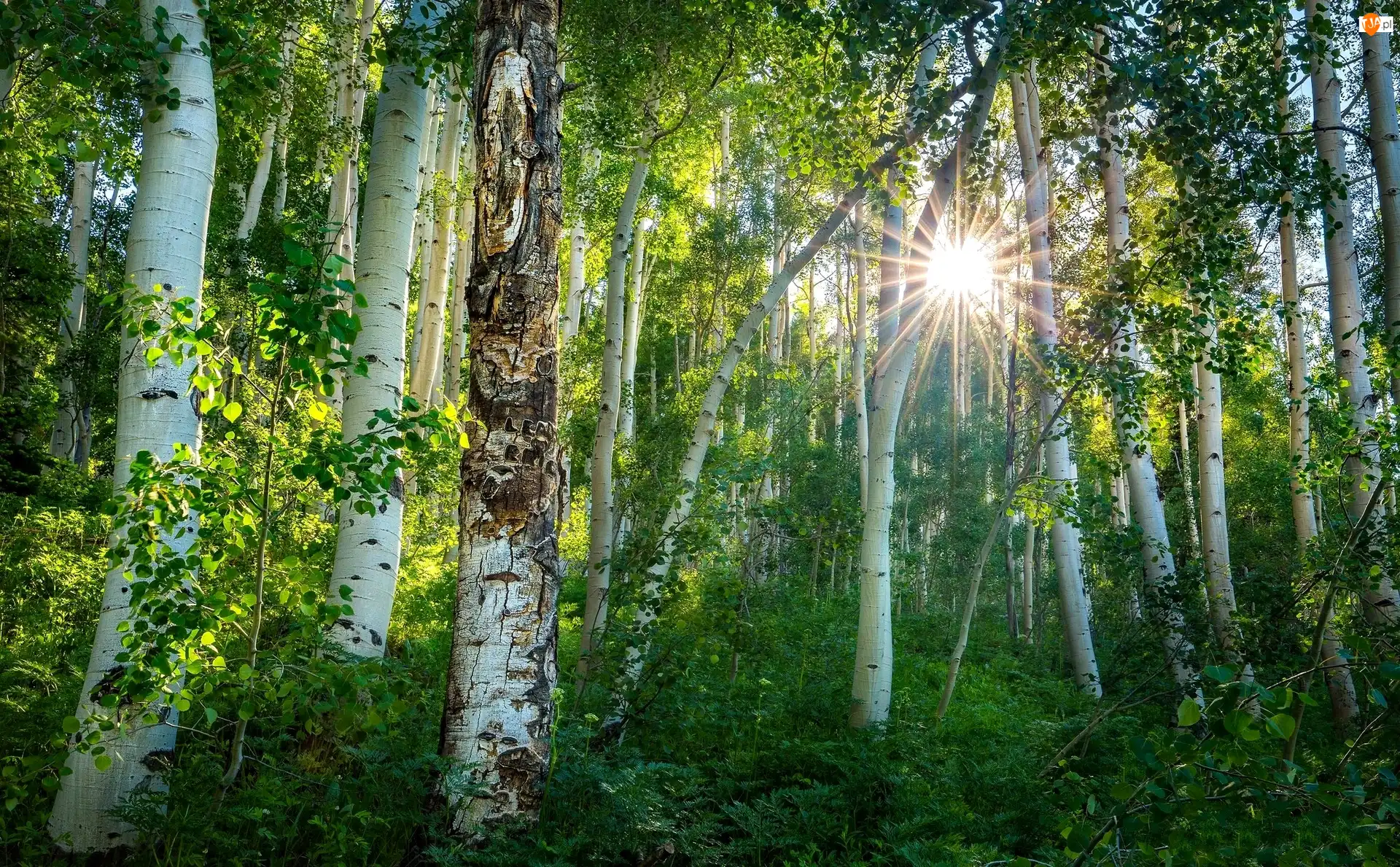 Stan Kolorado, Stany Zjednoczone, Las, Topola osika, Crested Butte, Promienie słońca