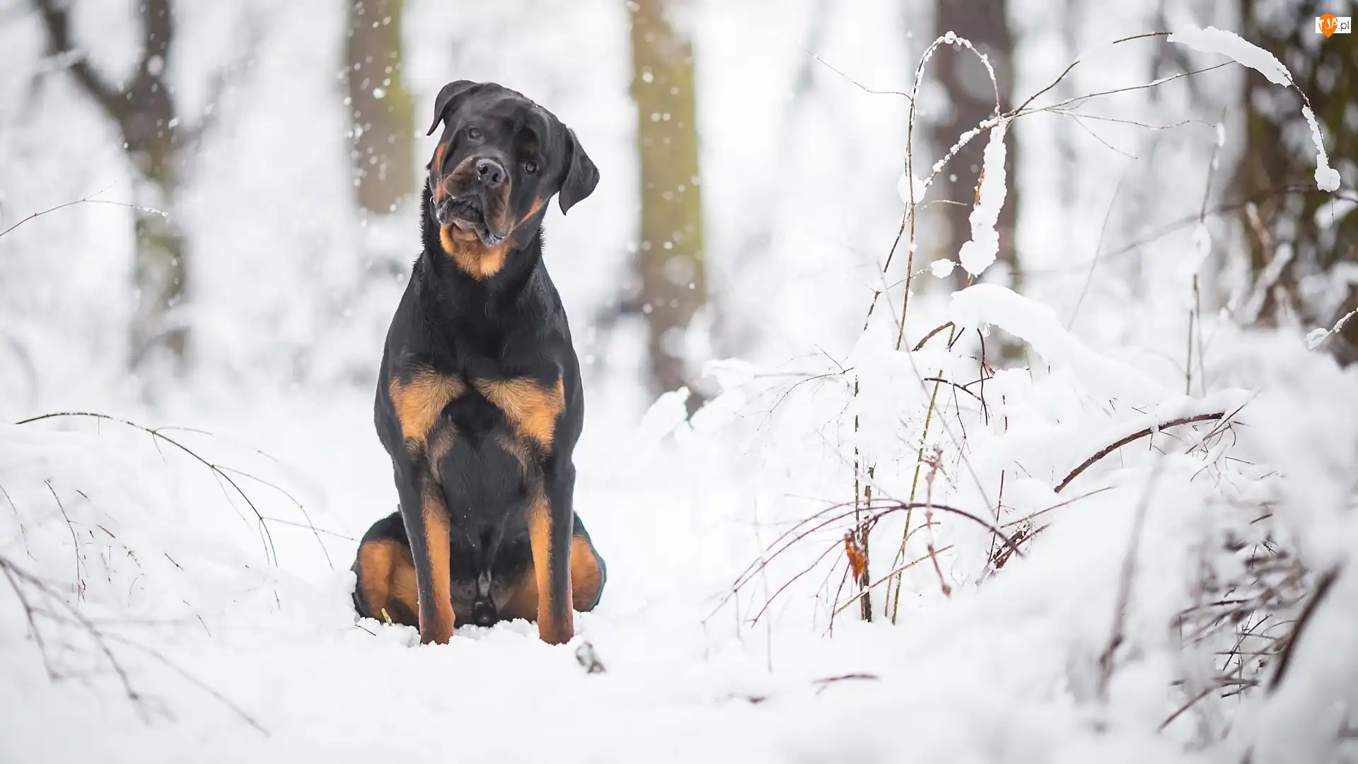 Rottweiler, Pies, Las, Gałązki, Śnieg, Drzewa