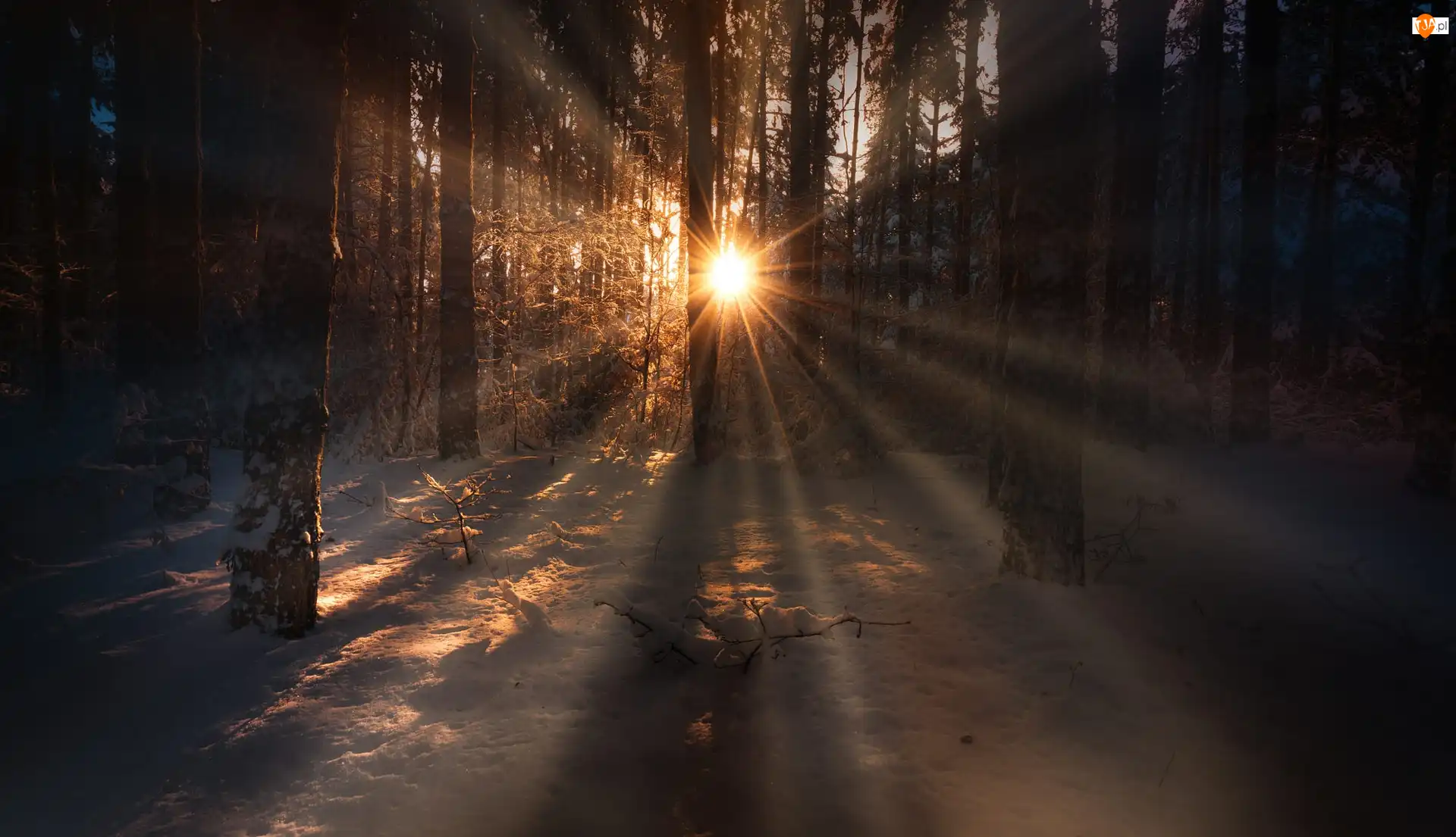 Śnieg, Las, Przebijające światło, Zima