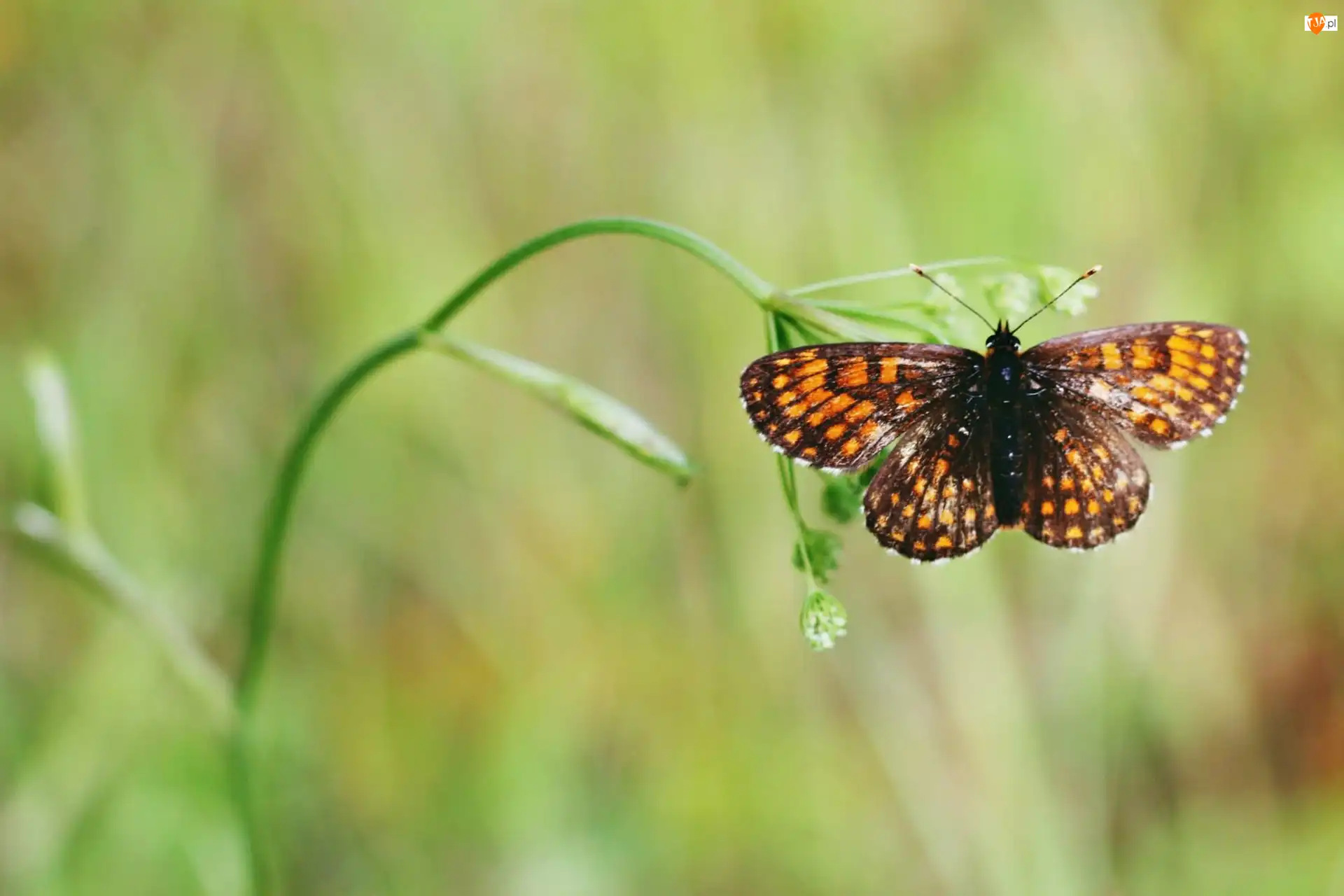 Roślina, Motyl