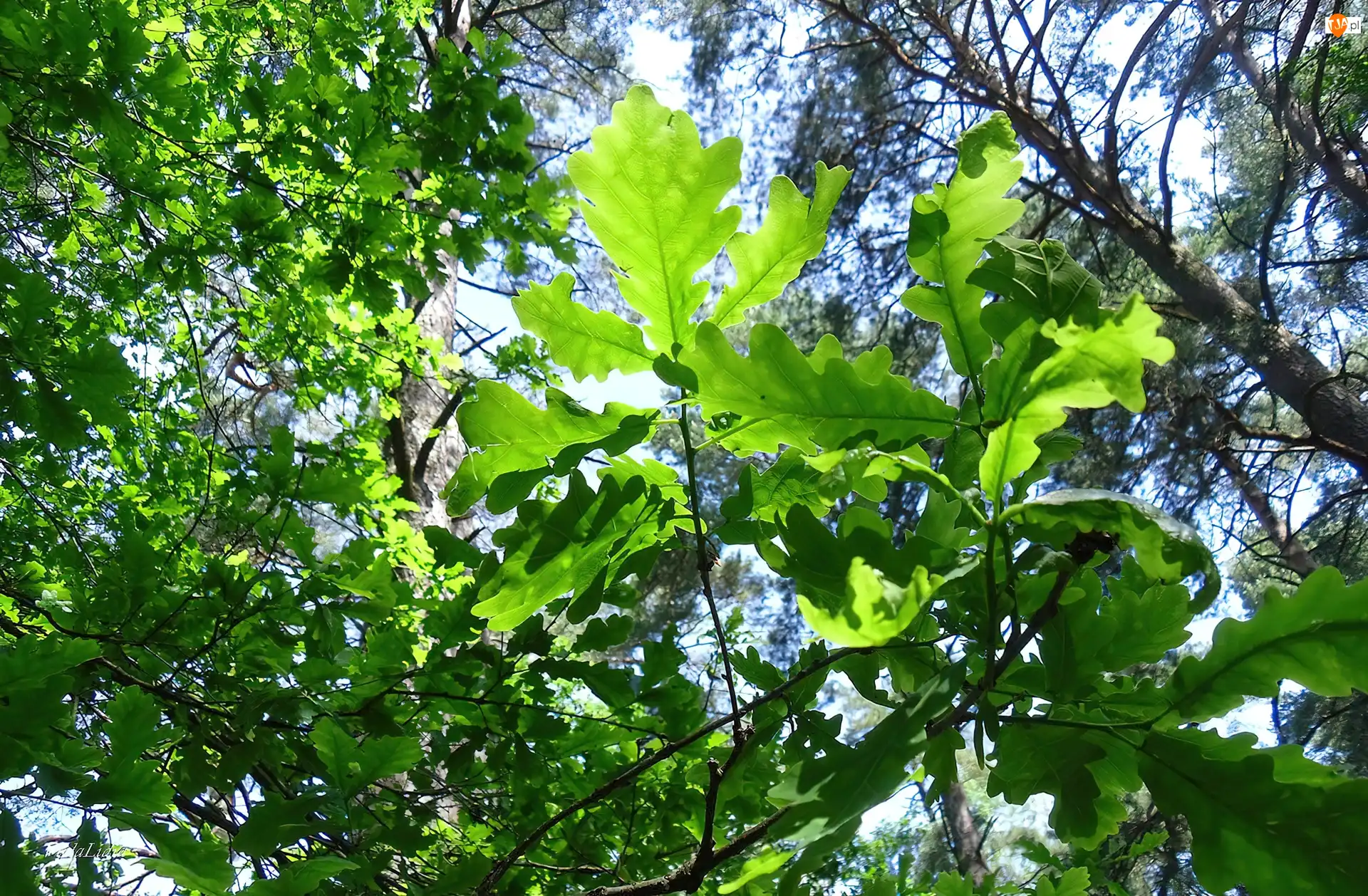 Liście, Drzewa