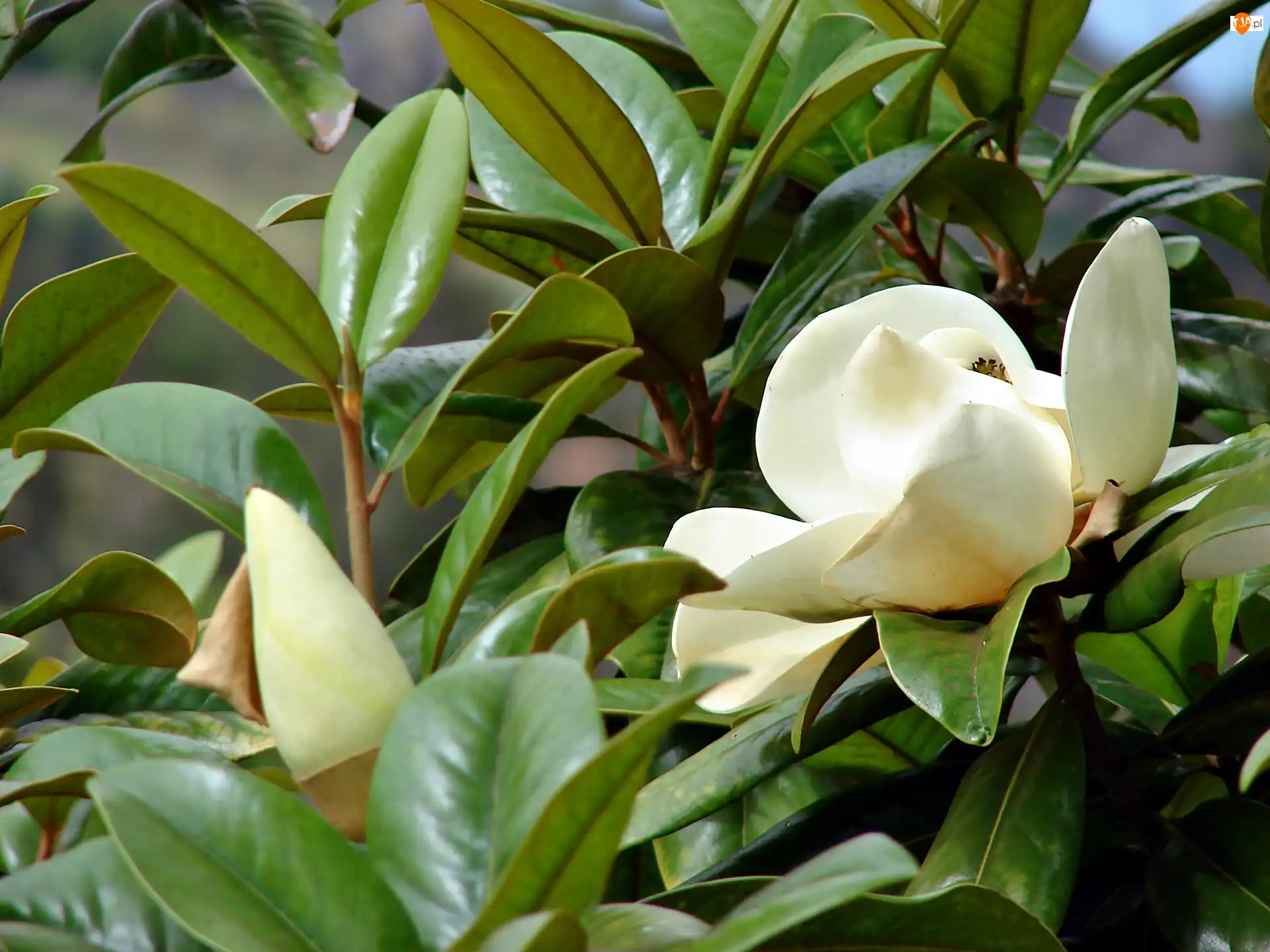 Rozmycie, Biała, Magnolia