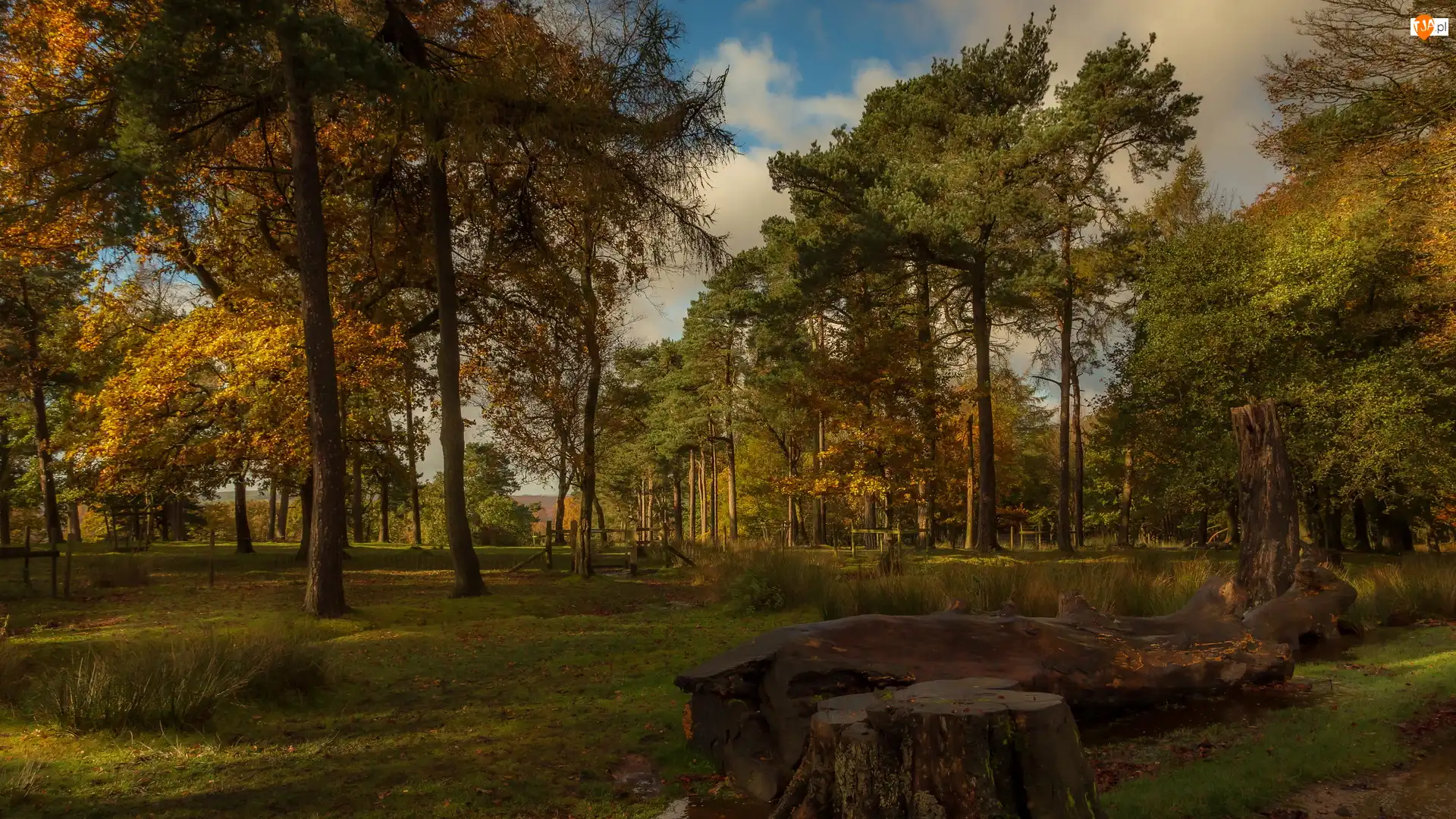 Jesień, Park, Drzewa, Pnie