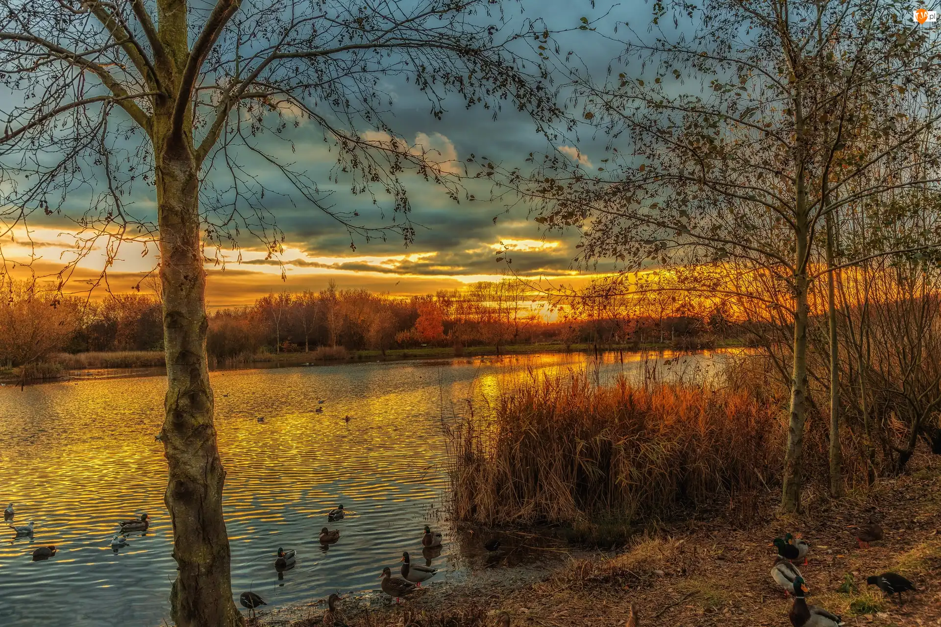 Zachód słońca, Jezioro, Szuwary, Jesień, Drzewa, Kaczki, Park