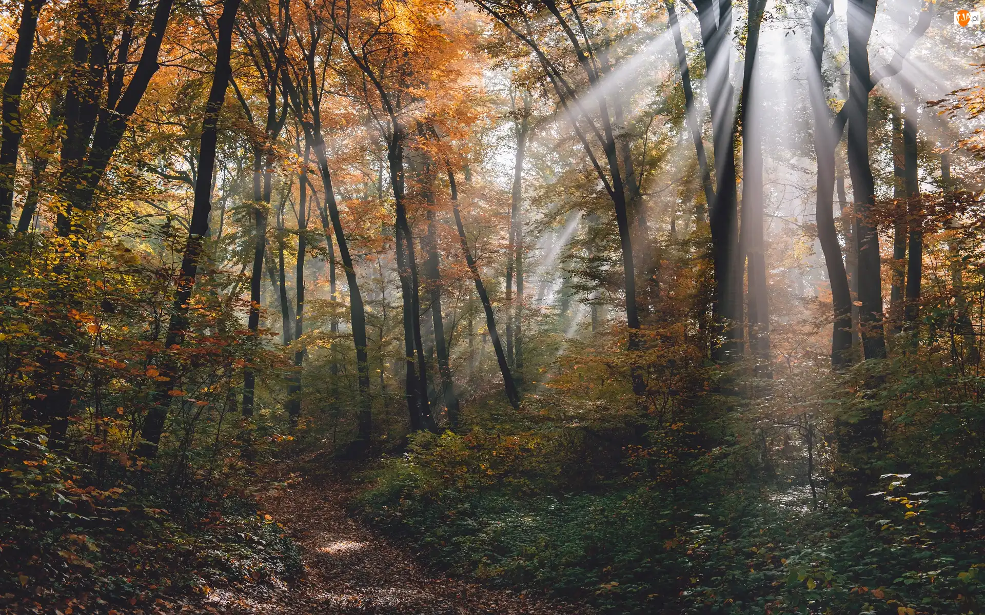 Las, Jesień, Ścieżka, Przebijające światło, Drzewa, Promienie słońca