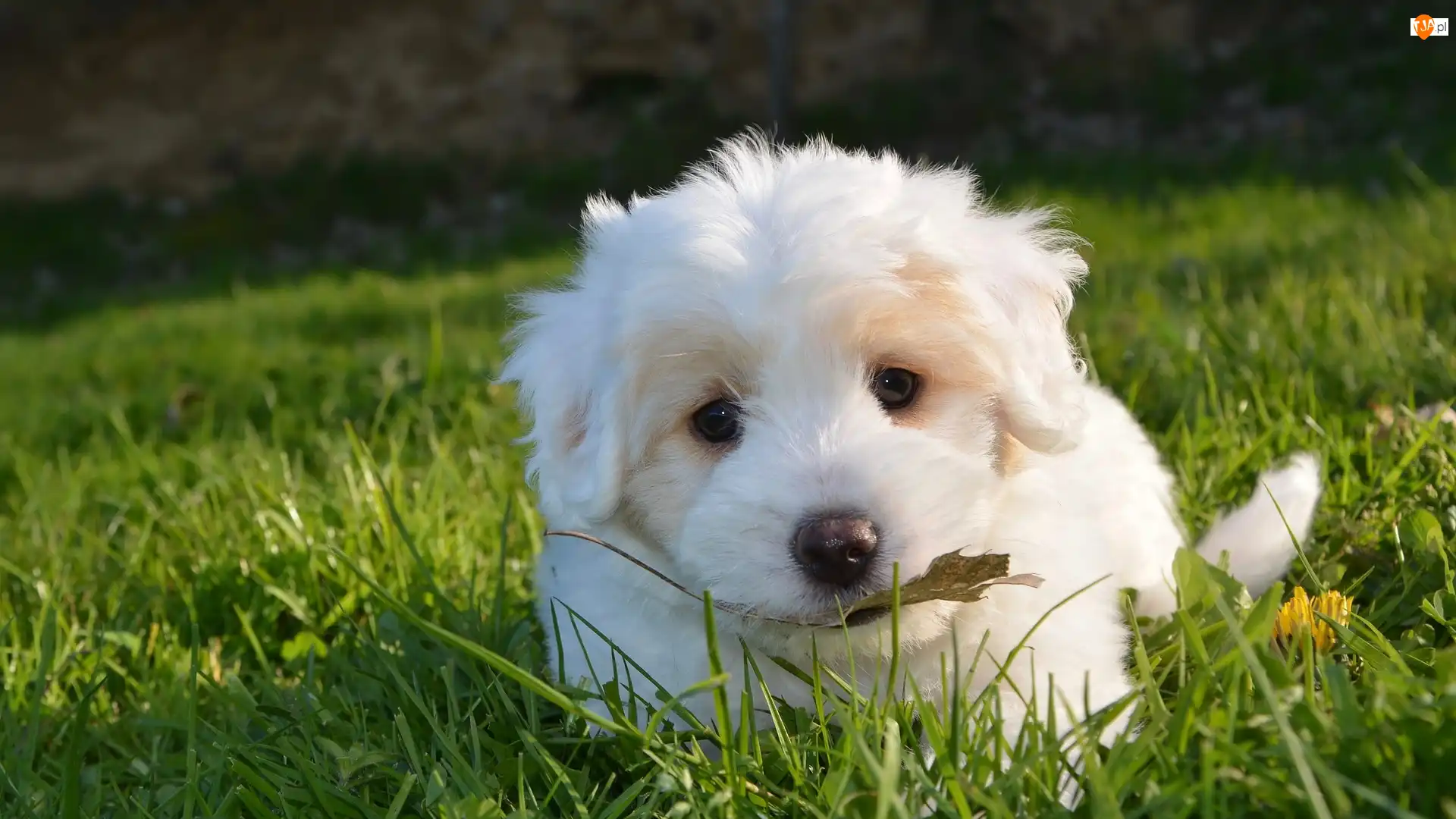 Szczeniak, Trawa, Biały, Pies, Golden retriever