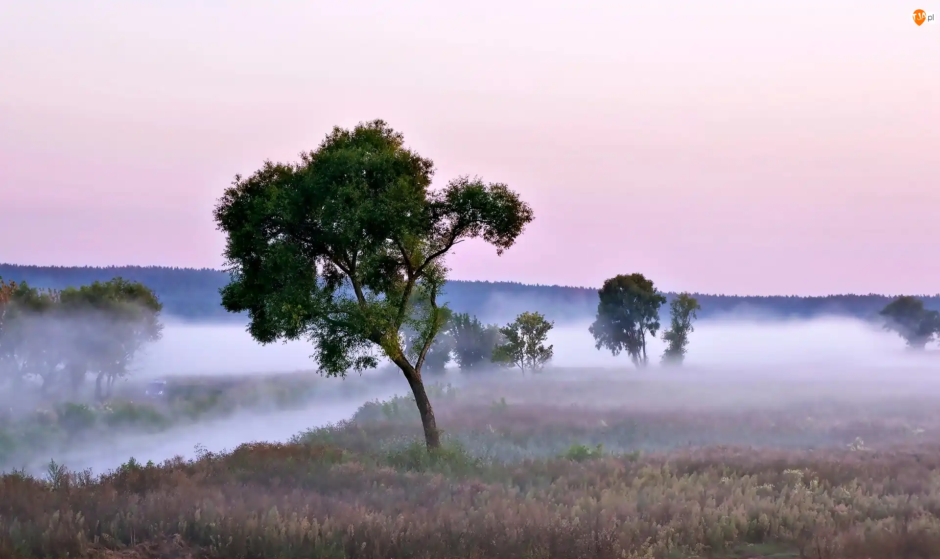 Drzewa, Pole, Rzeka, Mgła