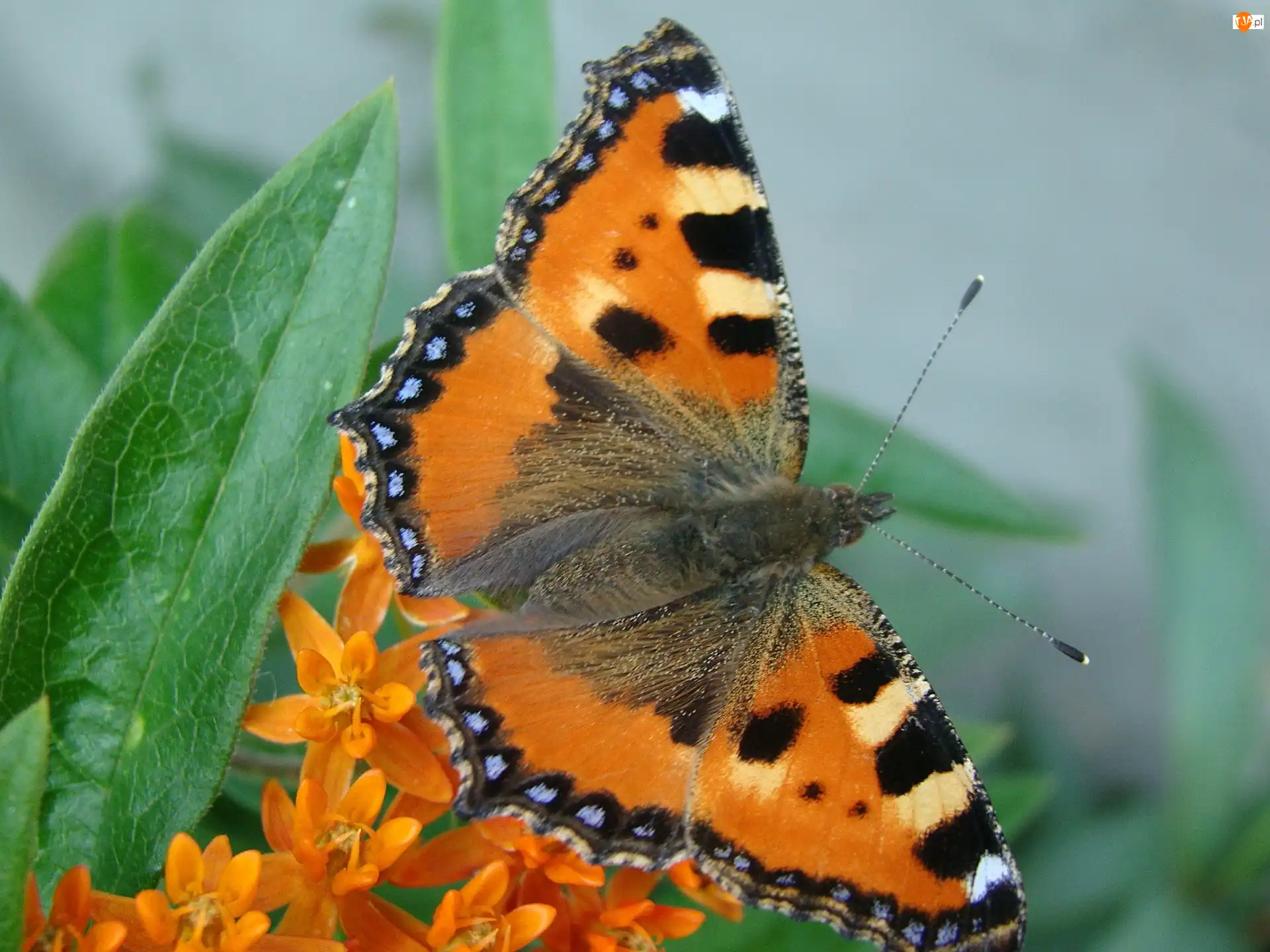 Pyłek, Motyl, Rusałka, Pokrzywnik