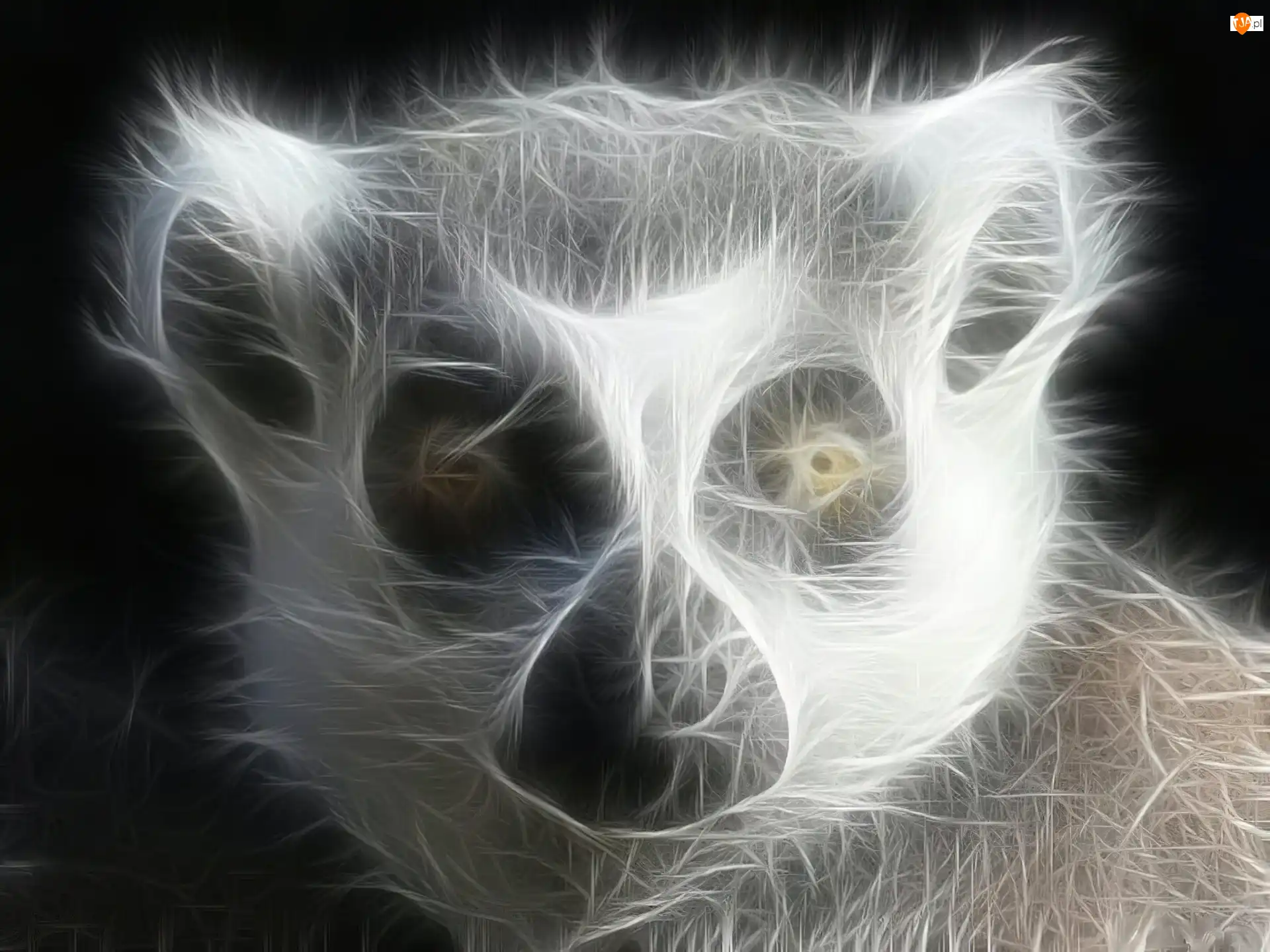 Tło, Oczy, Czarne, Lemur, Wielkie