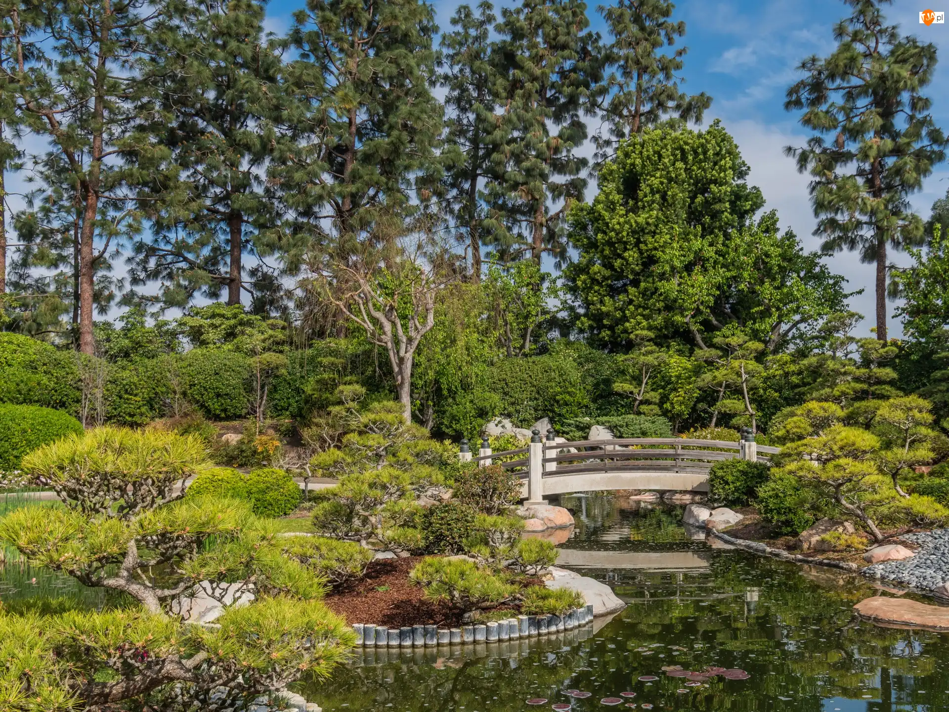 Stany Zjednoczone, Most, Kalifornia, Earl Burns Miller Japanese Garden, Long Beach, Staw, Drzewa, Ogród, Krzewy