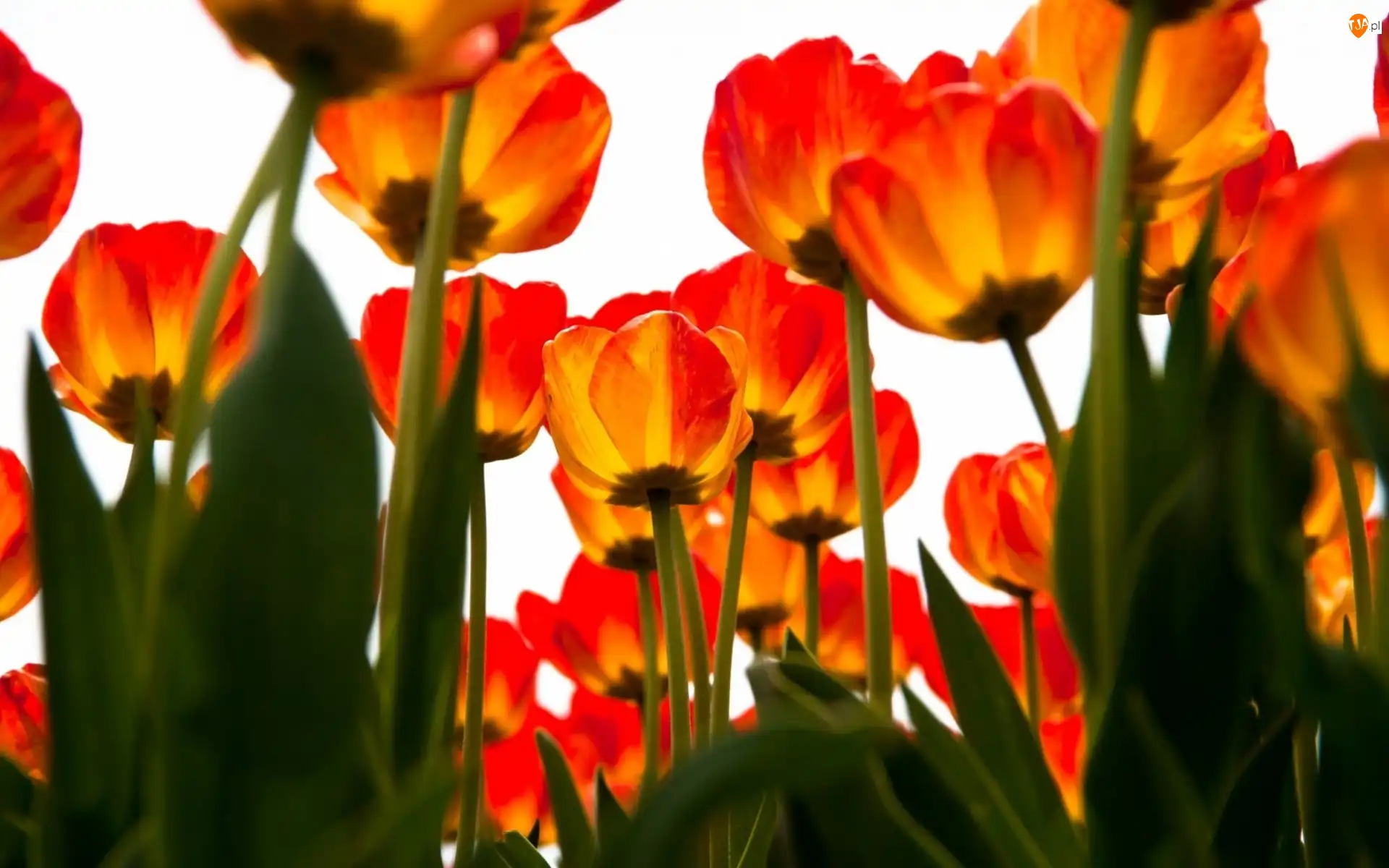 Tulipany, Czerwono, Żółte