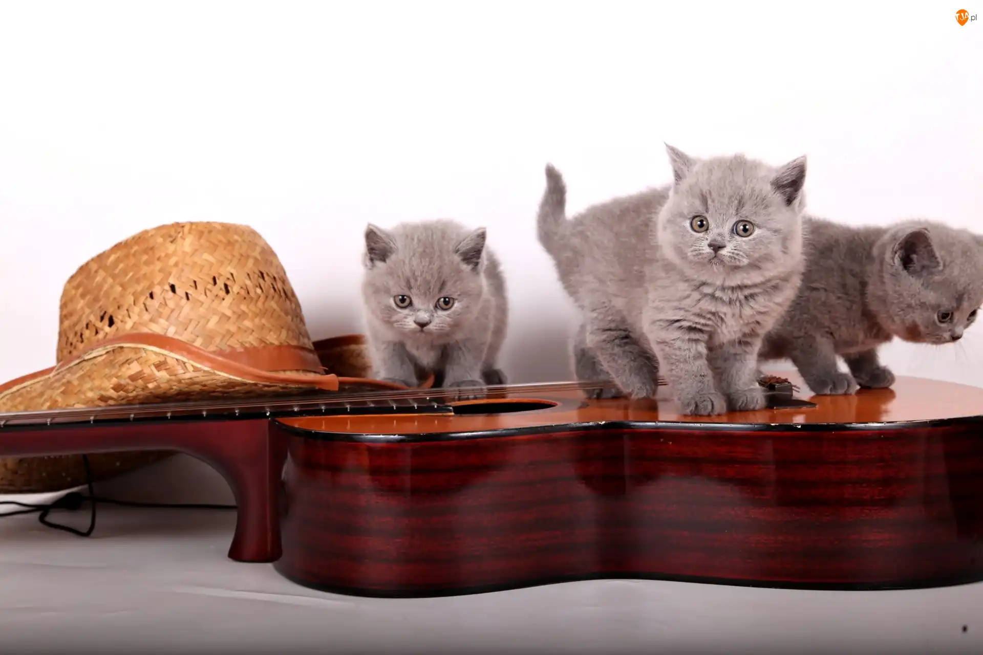 Koty brytyjskie, Kapelusz, Małe, Trzy, Gitara