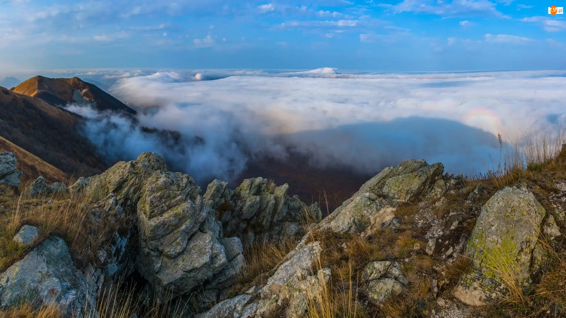 Rośliny, Skały, Góry, Mgła
