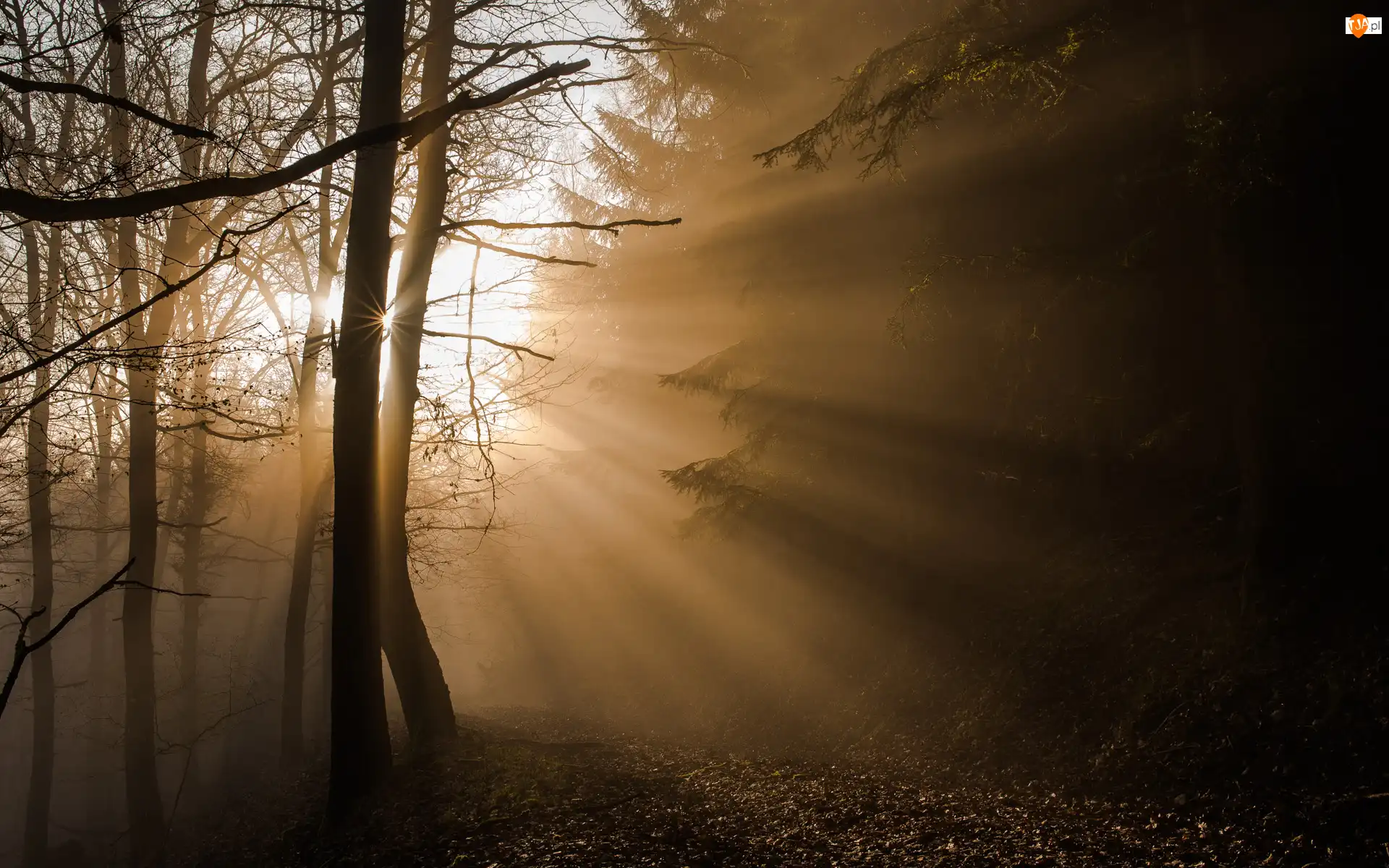 Las, Przebijające Światło, Park Narodowy Eifel, Niemcy, Drzewa