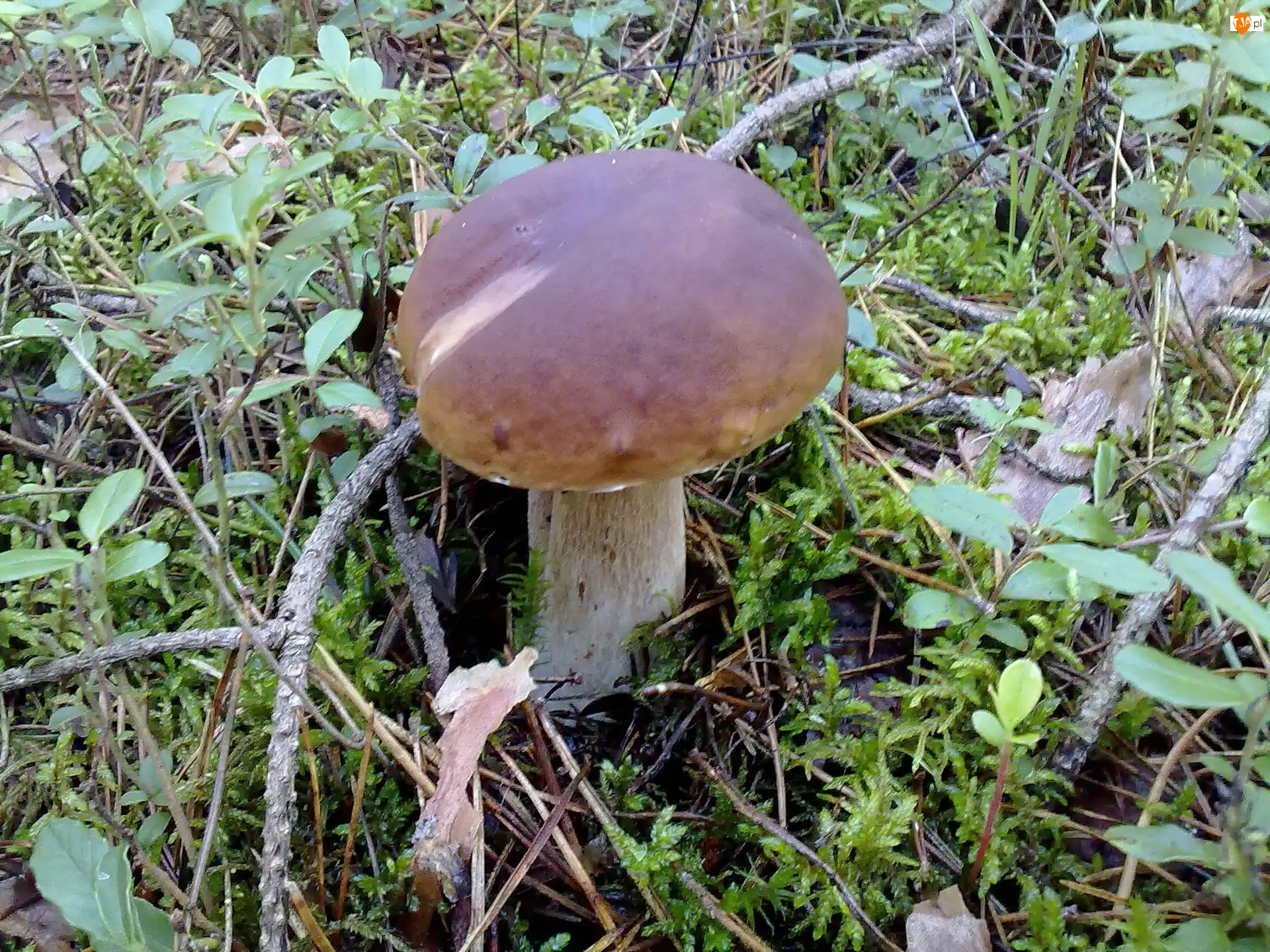 Leśne, Piękny, Grzyb, Runo
