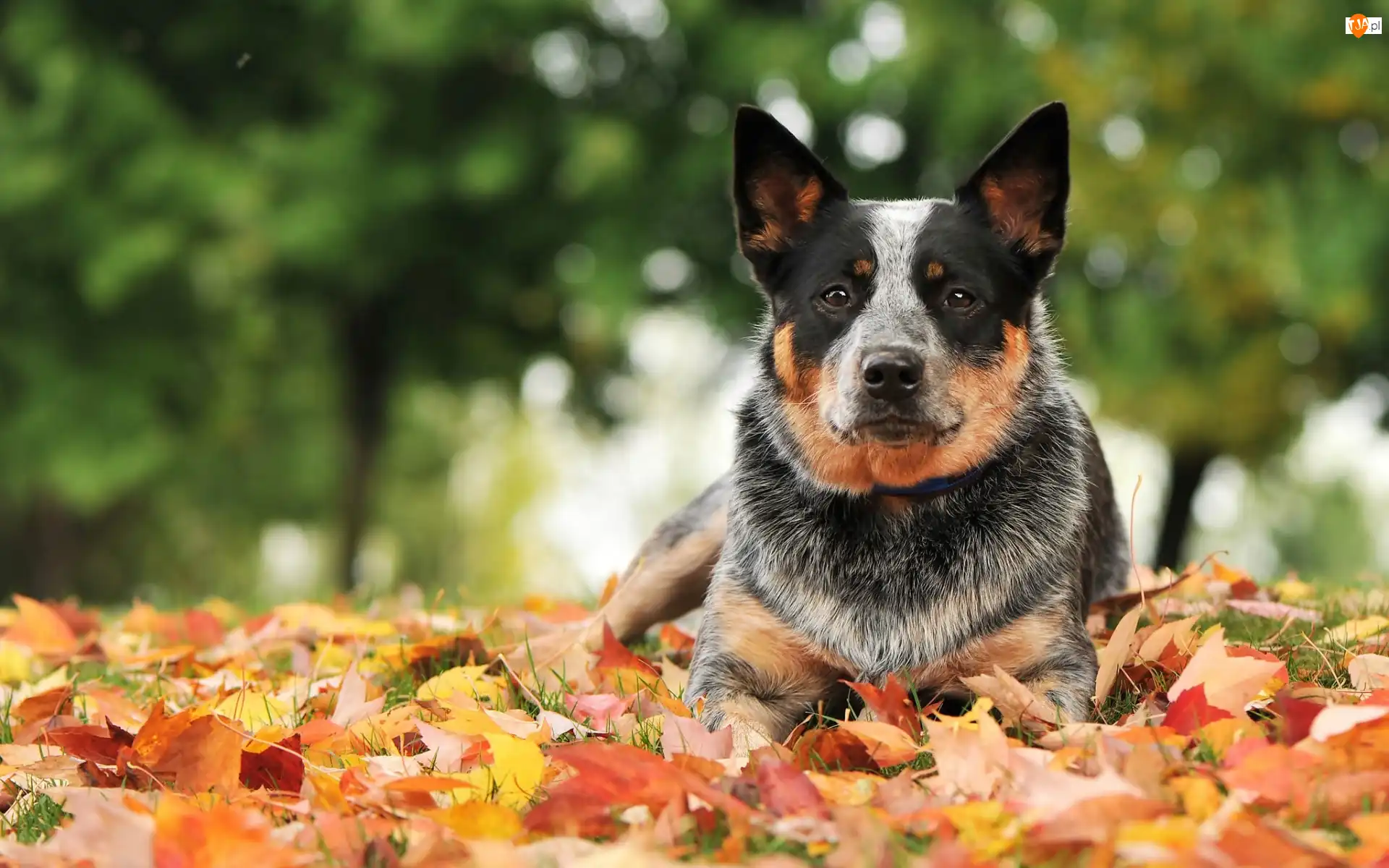 Liście, Australian cattle dog