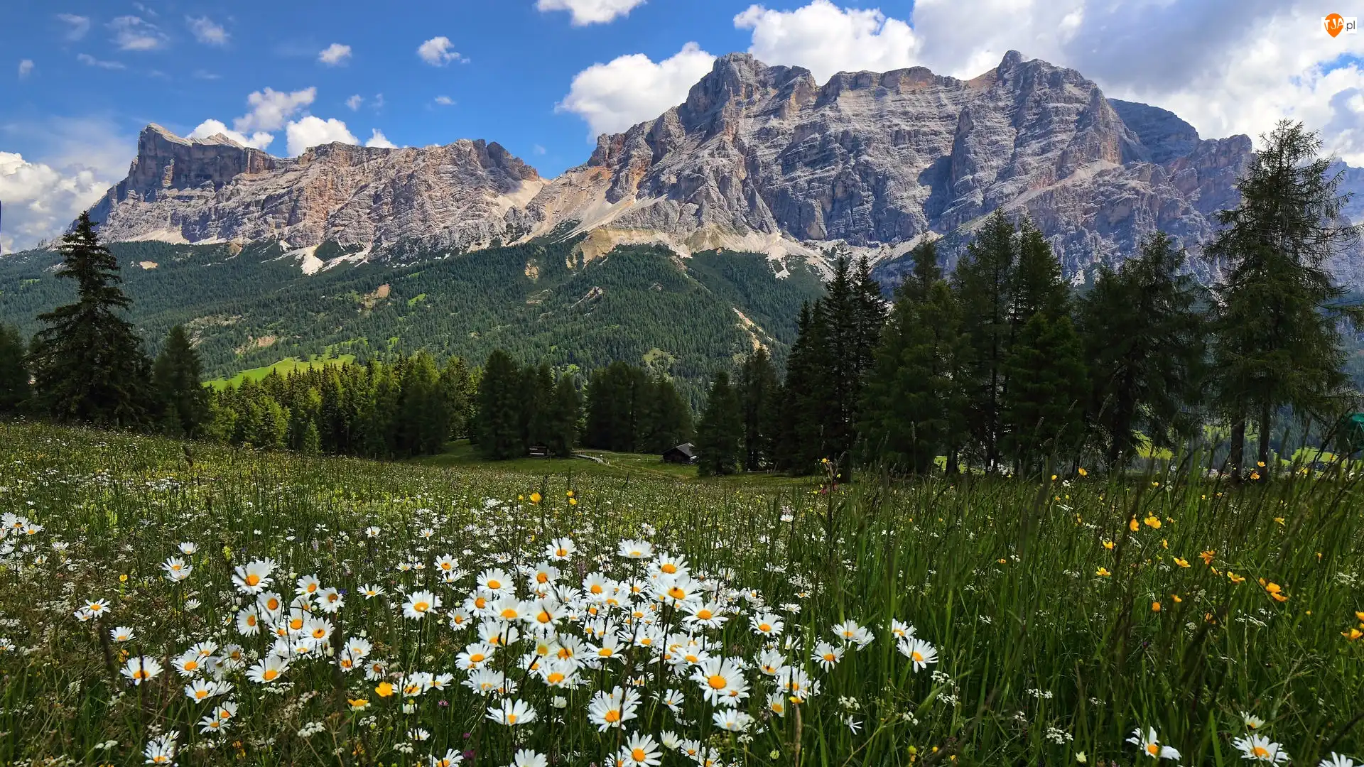 Dolomity, Łąka, Włochy, Góry, Drzewa, Kwiaty, Białe
