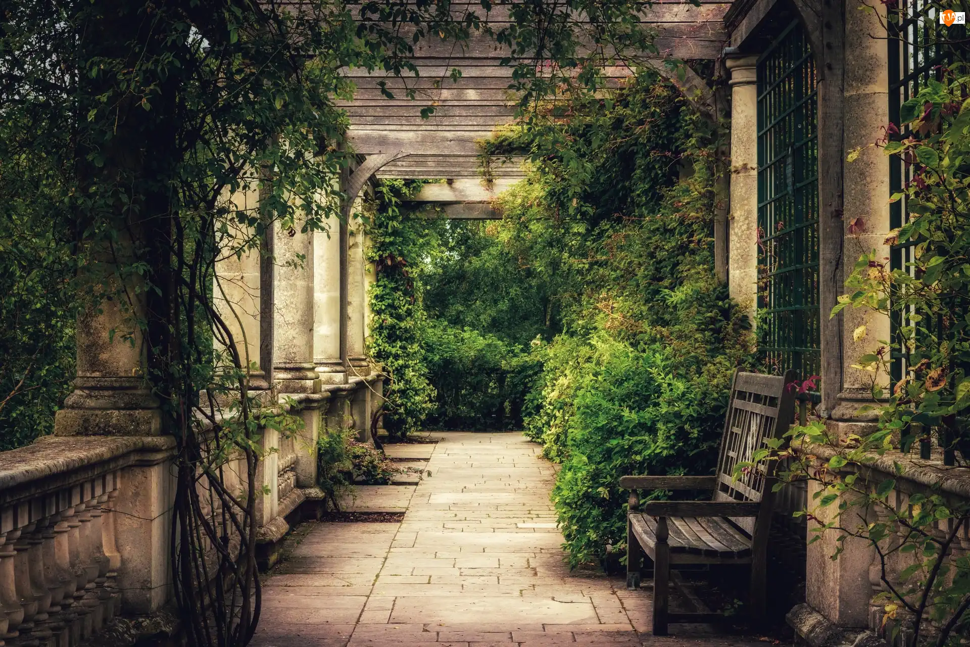 Ławka, Roślinność, Ogród, Patio, Pergola