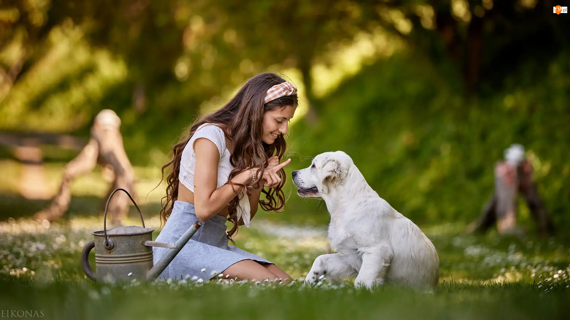 Golden retriever, Dziewczyna, Łąka, Szczeniak