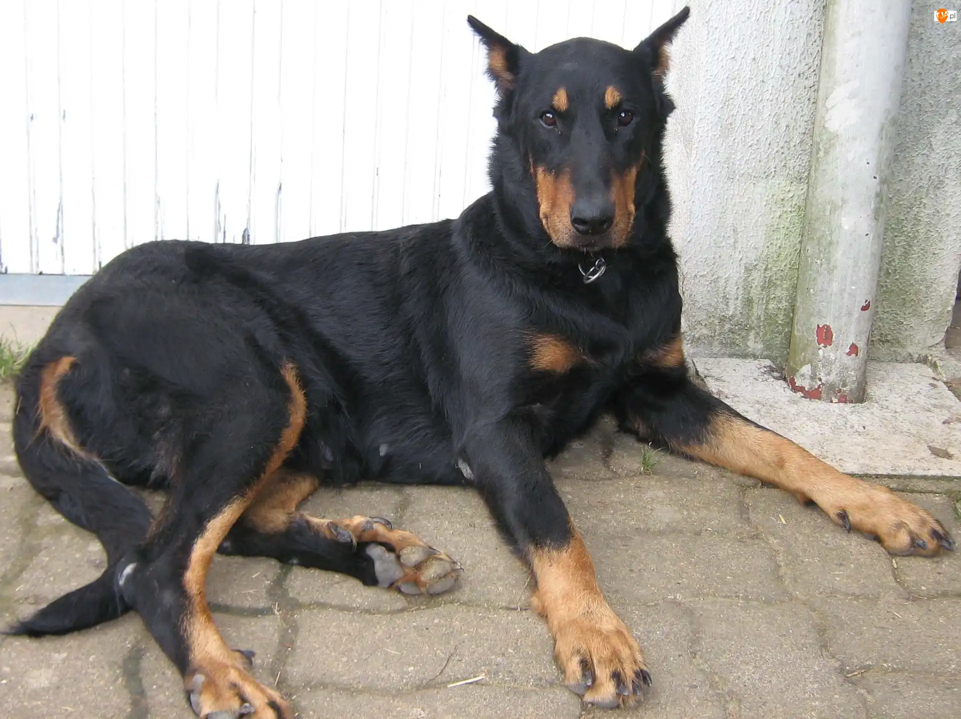 łapy, Beauceron