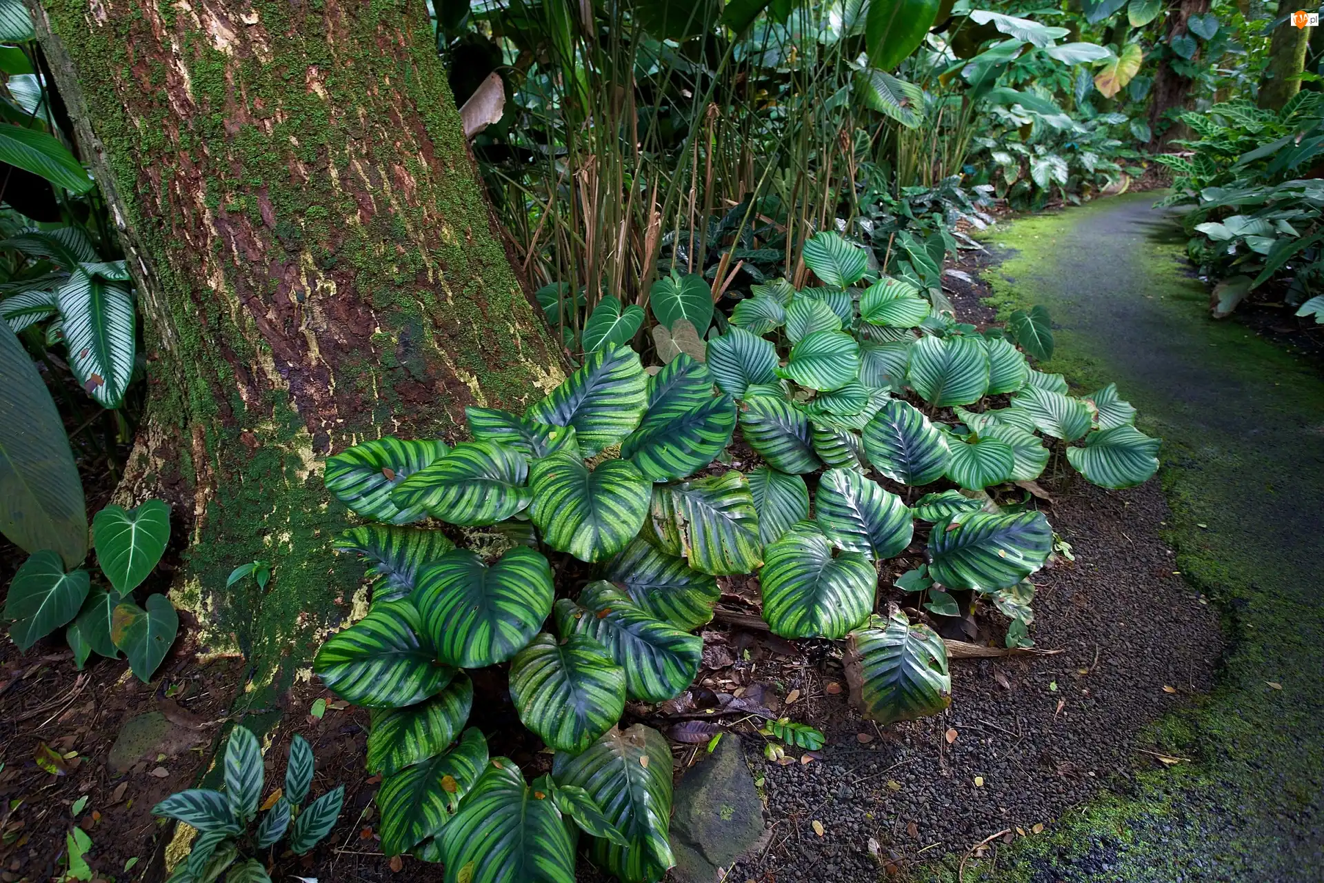 Rośliny, Hawaje, Tropikalny, Ogród Botaniczny
