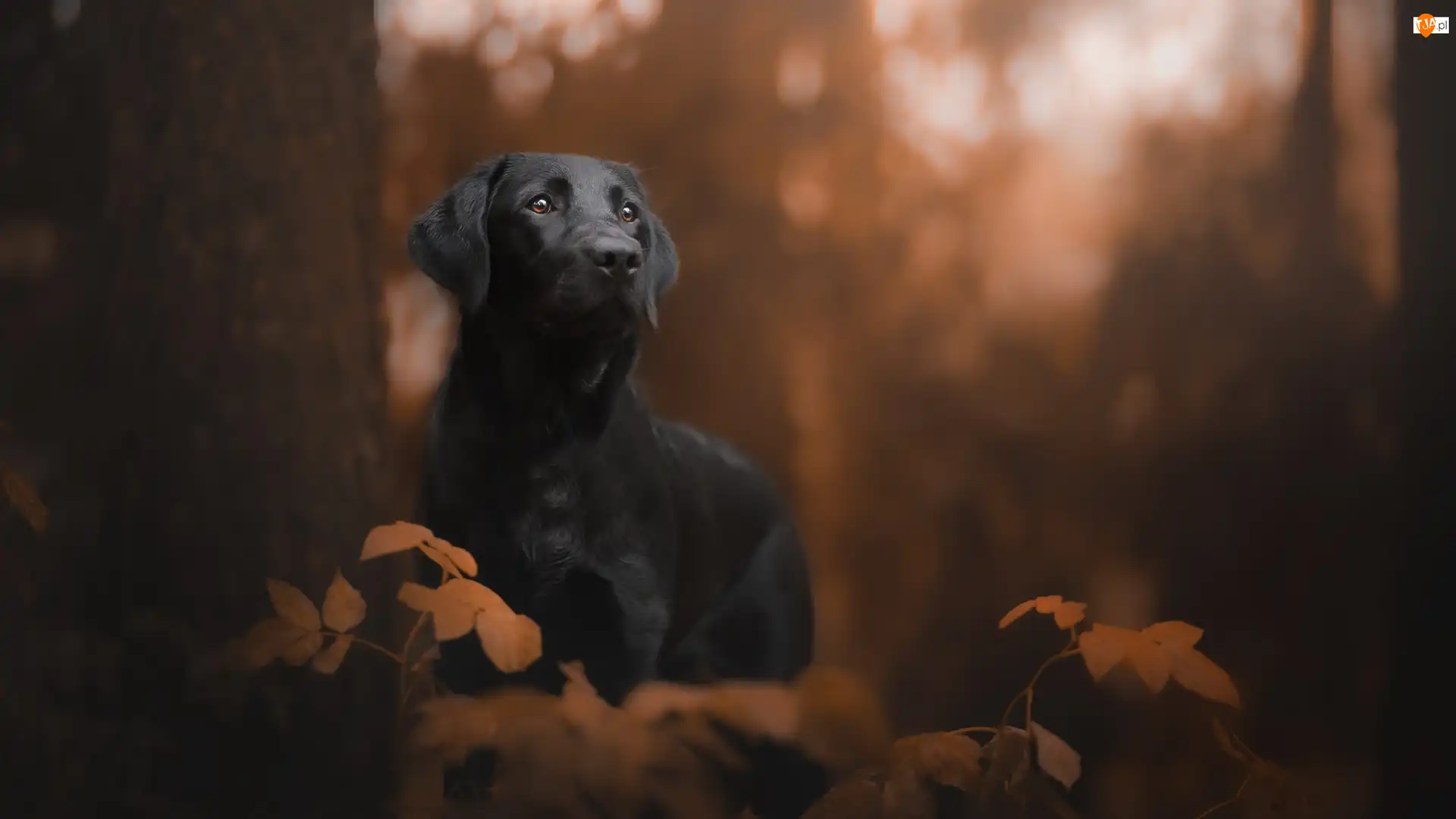 Labrador retriever, Liście, Czarny, Pies, Drzewo
