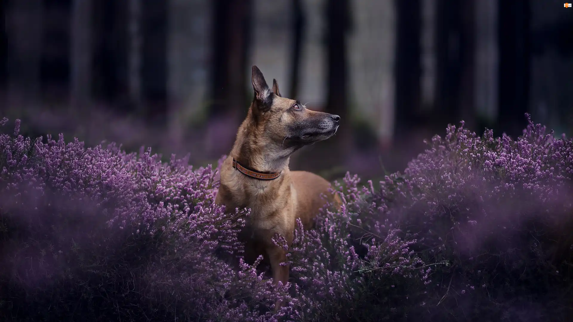 Wrzosy, Las, Owczarek belgijski Malinois, Pies, Rozmyty