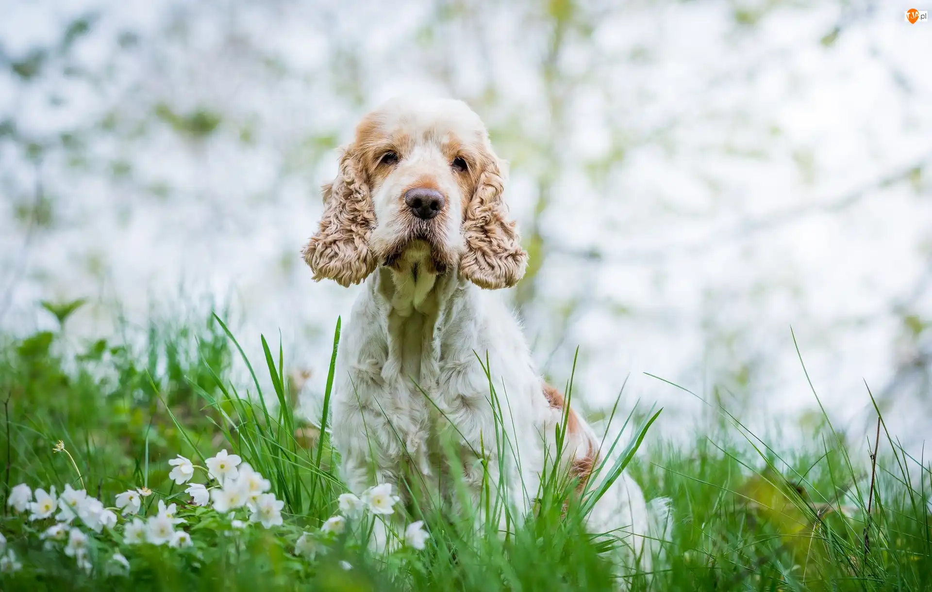Kwiaty, Pies, Cocker spaniel angielski, Trawa