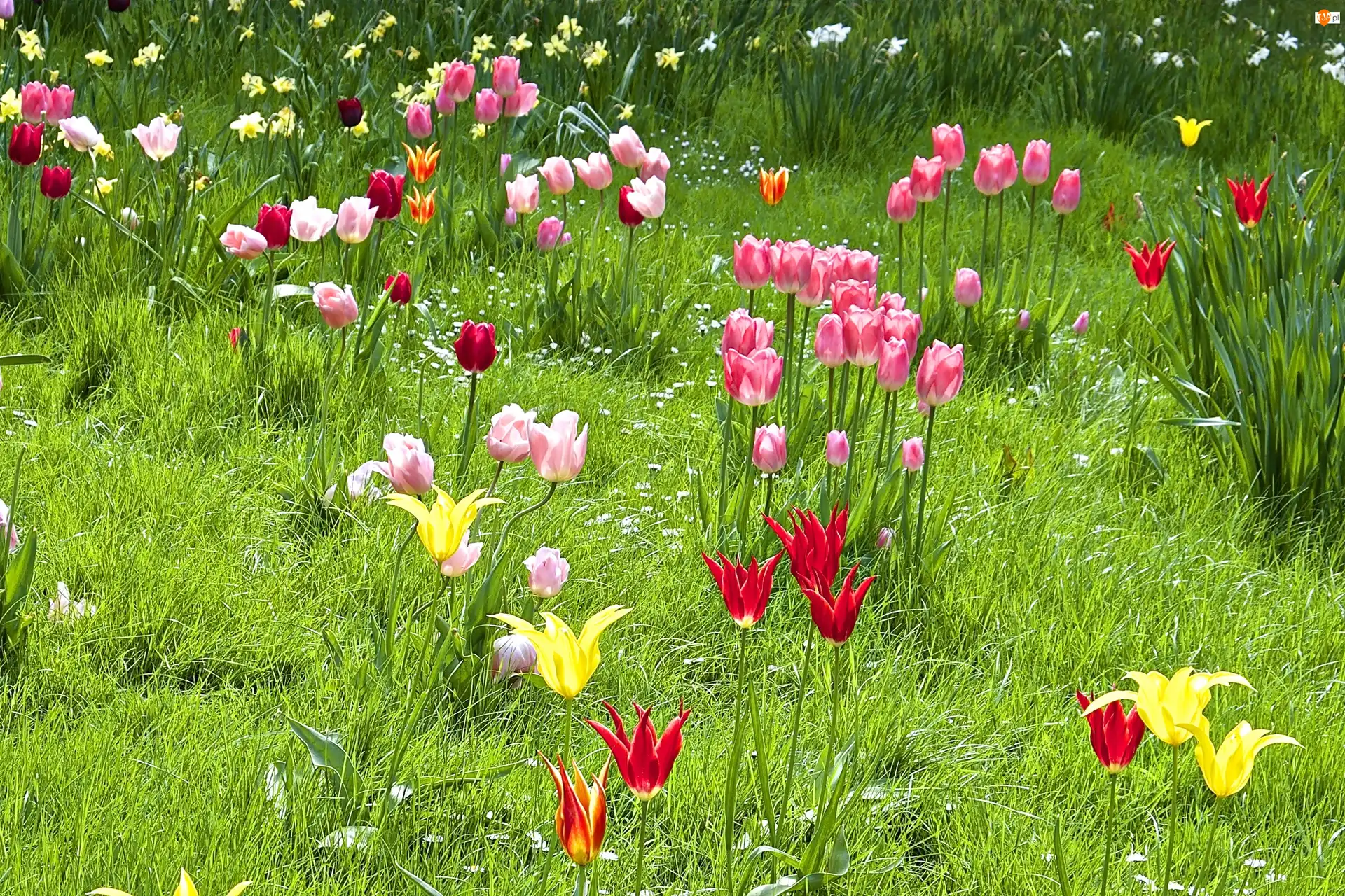 Tulipany, Wiosna, Łąka, Kolorowe