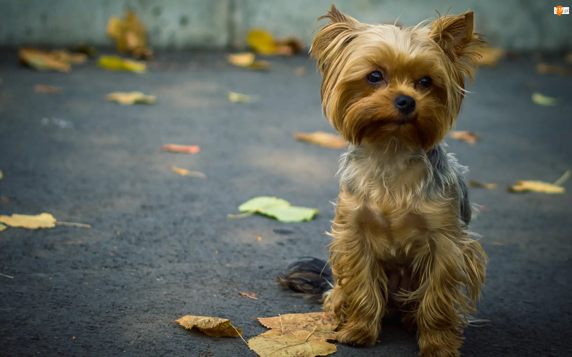 Liście, Szczeniaczek, Yorkshire Terrier, Ulica