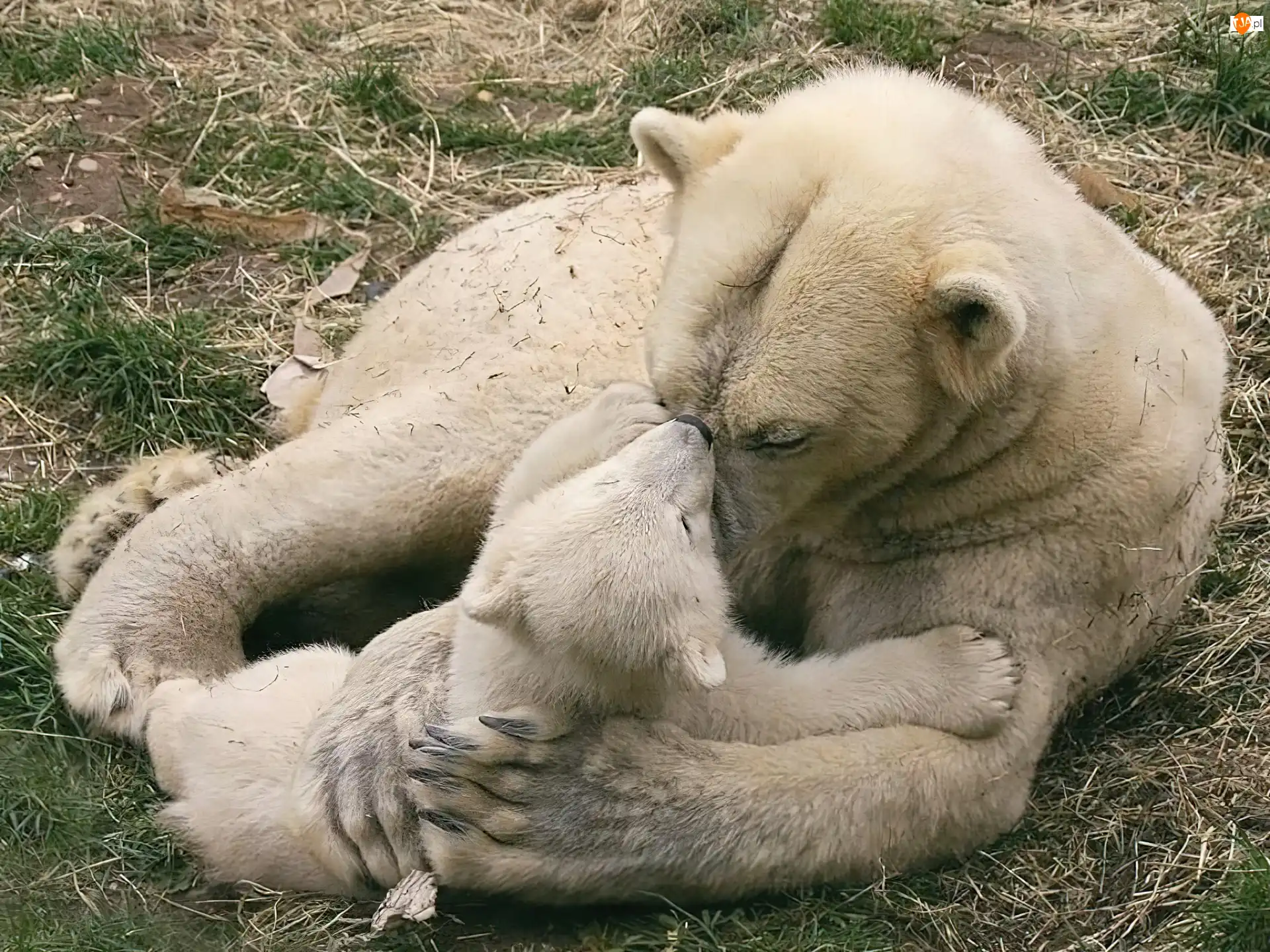 Małe, Mama, Miś
