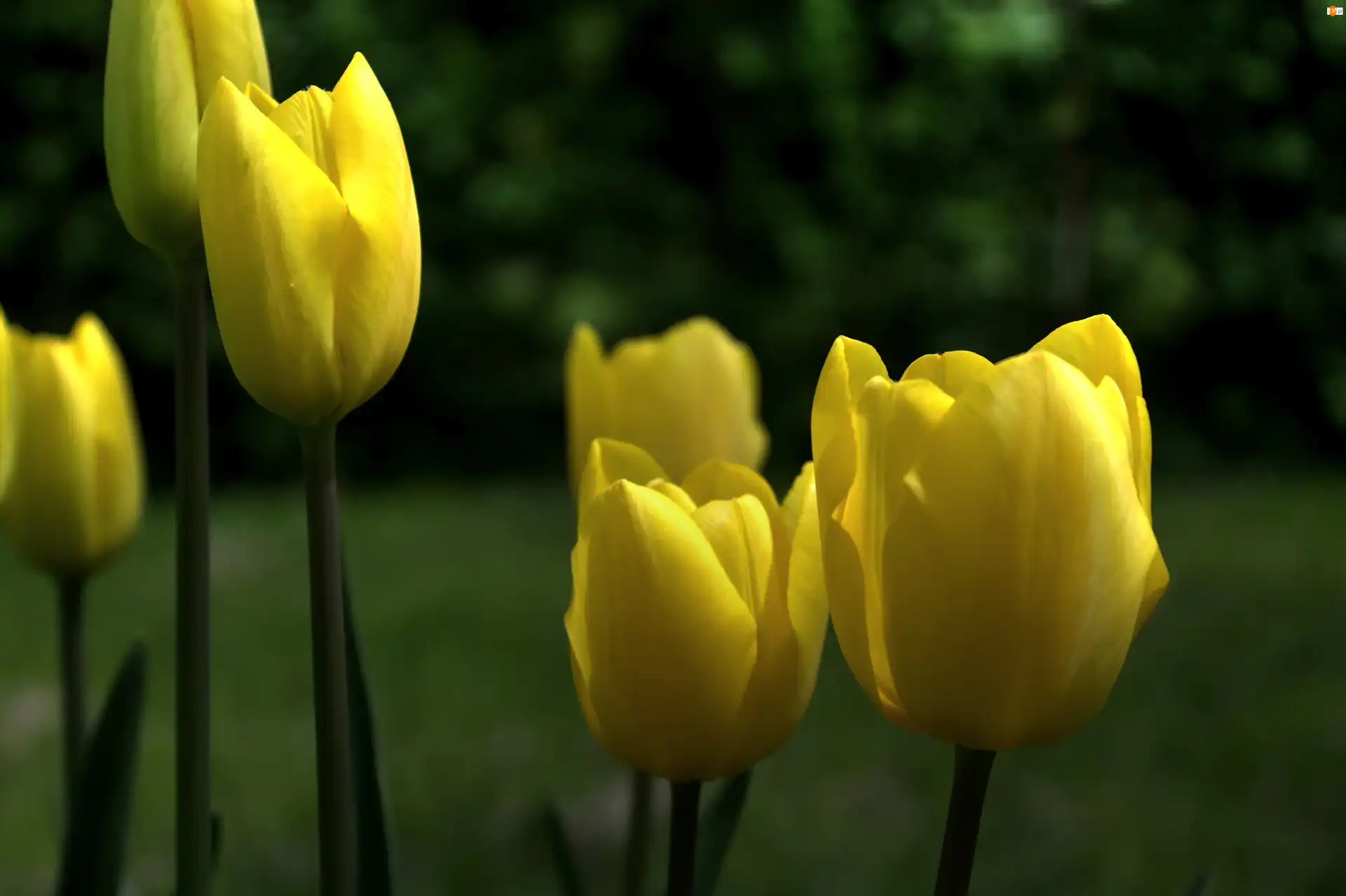 Tulipan, Żółty, Kwiat