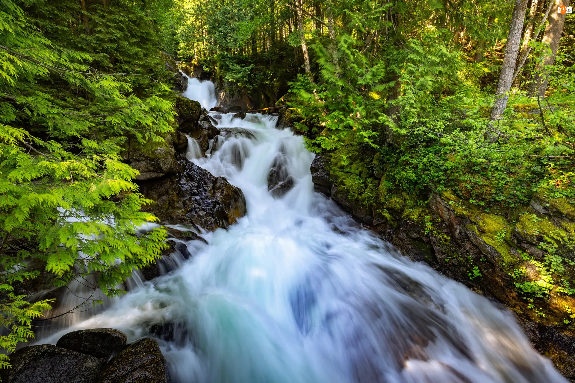 Skały, Las, Stany Zjednoczone, Wodospad Deception Falls, Stan Waszyngton, Miejscowość Skykomish, Drzewa