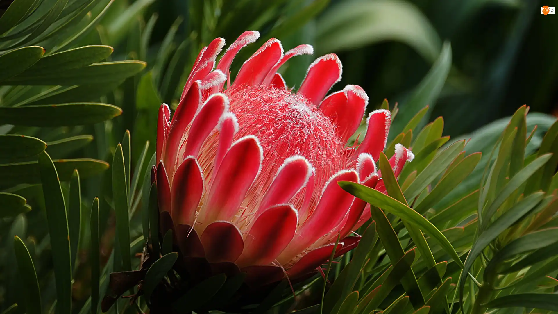 Protea królewska, Kwiat, Czerwony, Kwiat