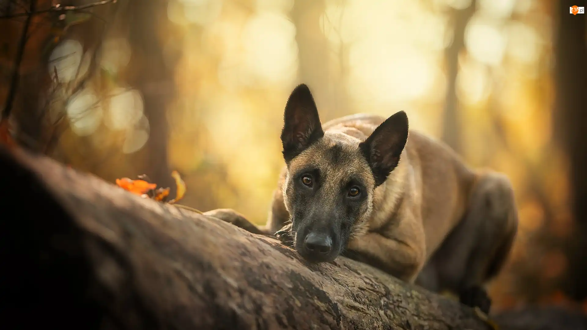 Kłoda, Pies, Owczarek belgijski malinois