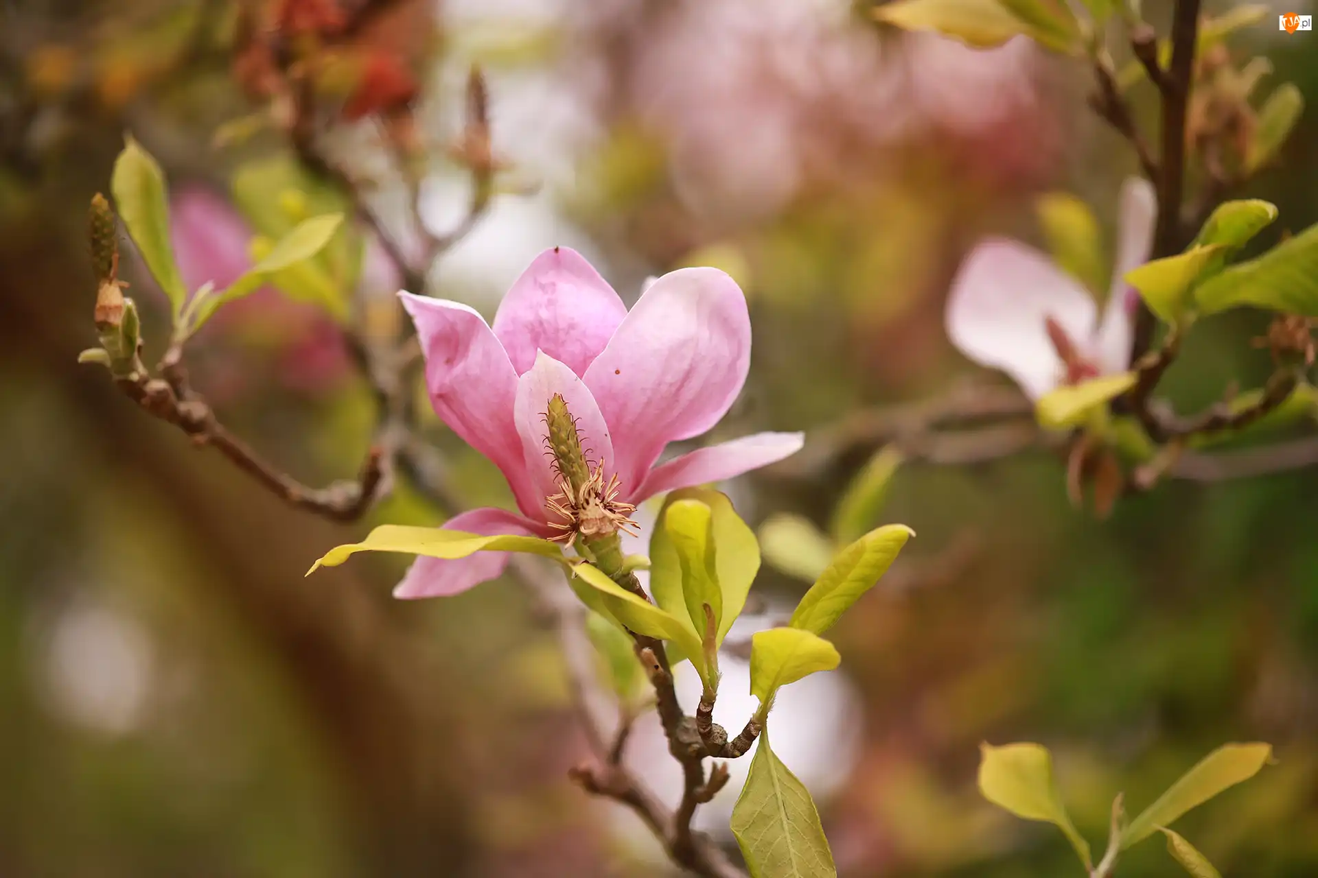 Gałązki, Różowa, Magnolia, Kwiaty