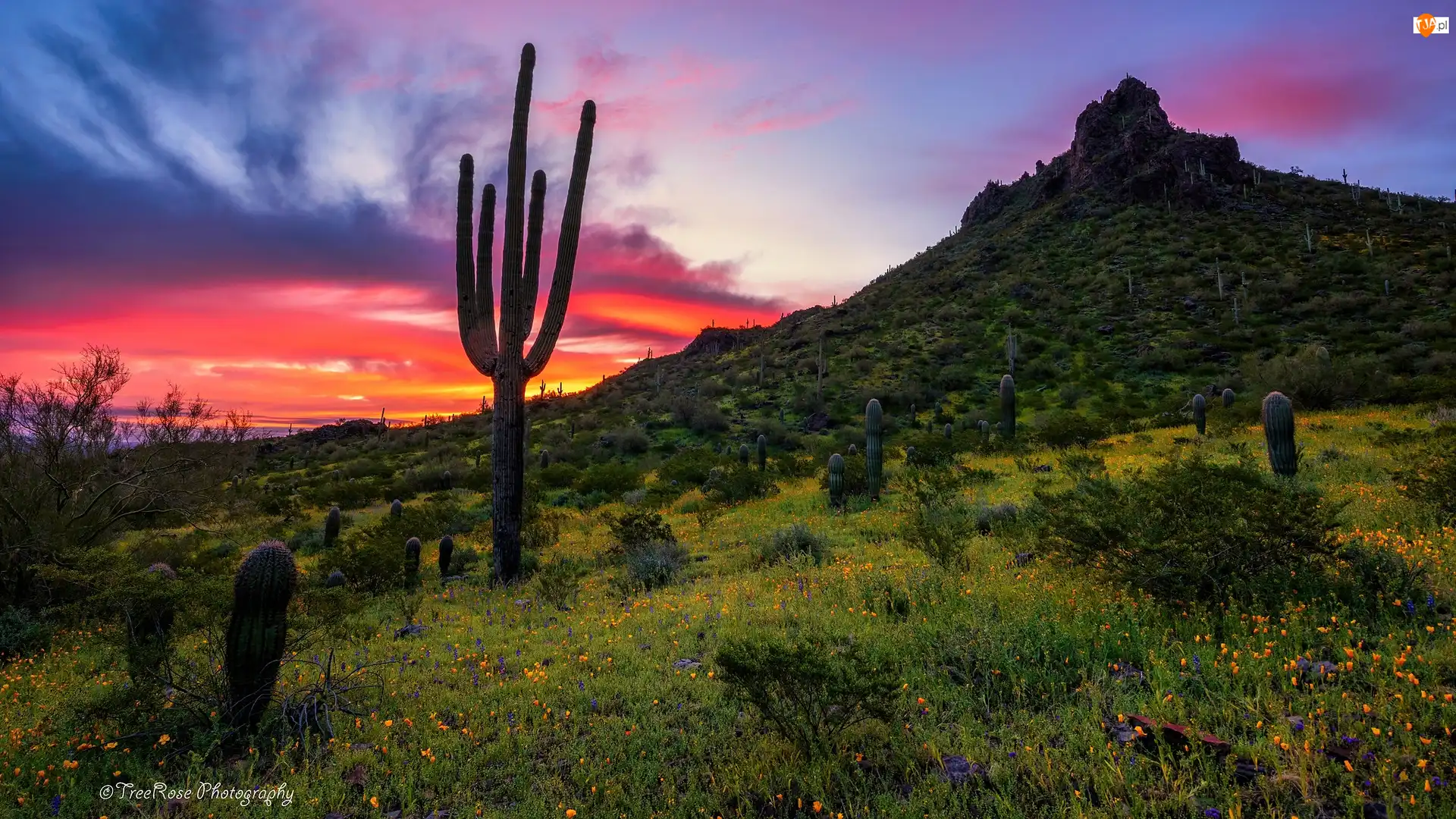 Łąka, Arizona, Kwiaty, Zachód słońca, Kaktusy, Park stanowy, Picacho Peak, Stany Zjednoczone, Góra