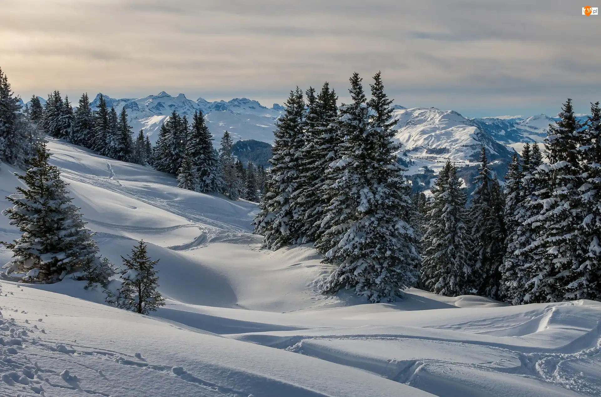 Hoch-Ybrig, Zima, Drzewa, Kanton Schwyz, Góry, Świerki, Szwajcaria, Zaśnieżone