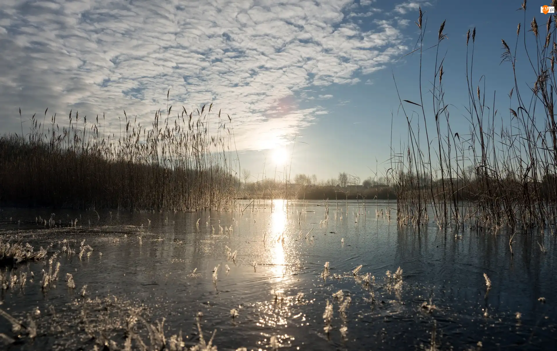 Trzciny, Wschód słońca, Trawy, Jezioro, Świt