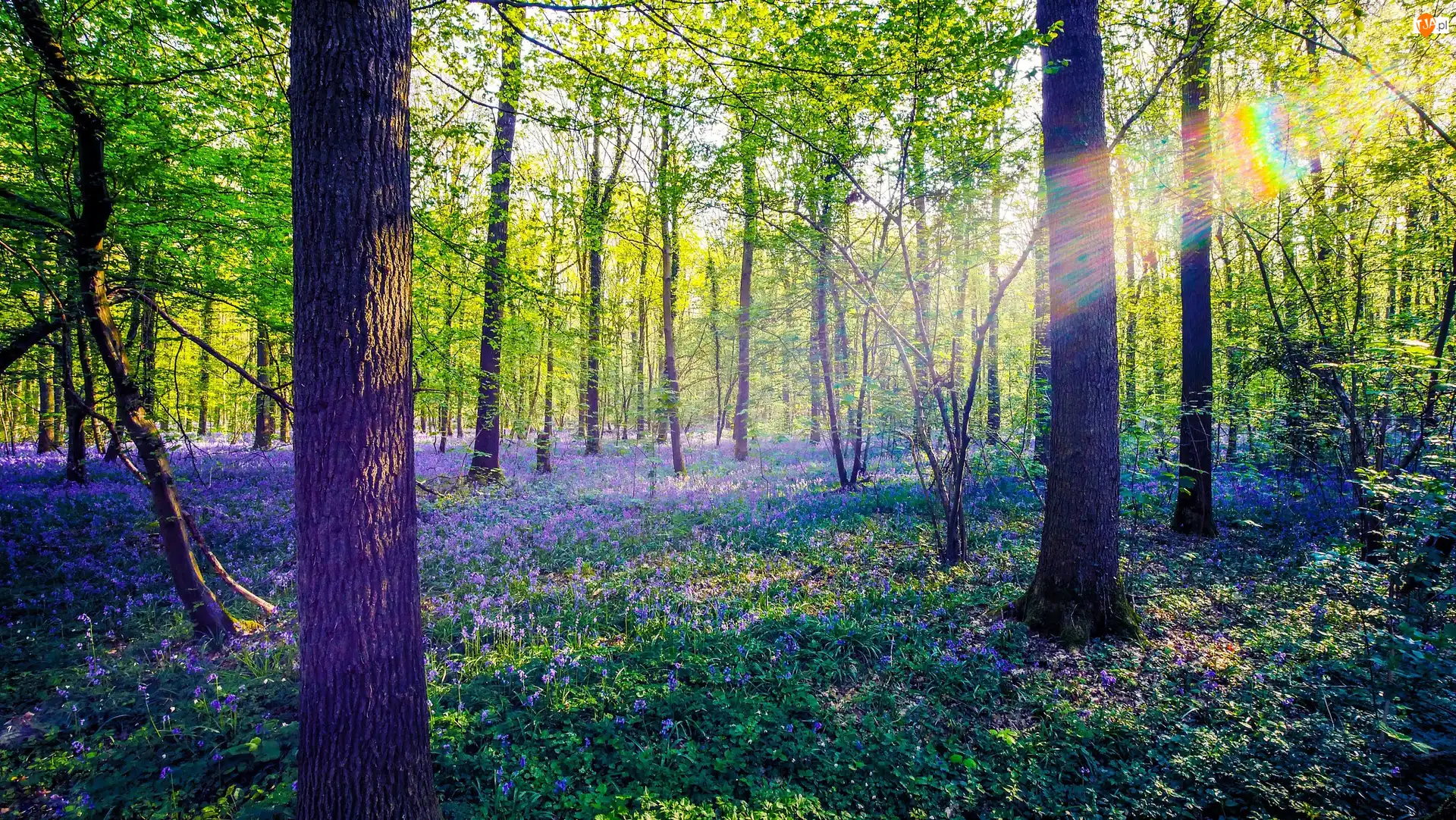 Kwiaty, Wiosna, Przebijające światło, Las, Drzewa