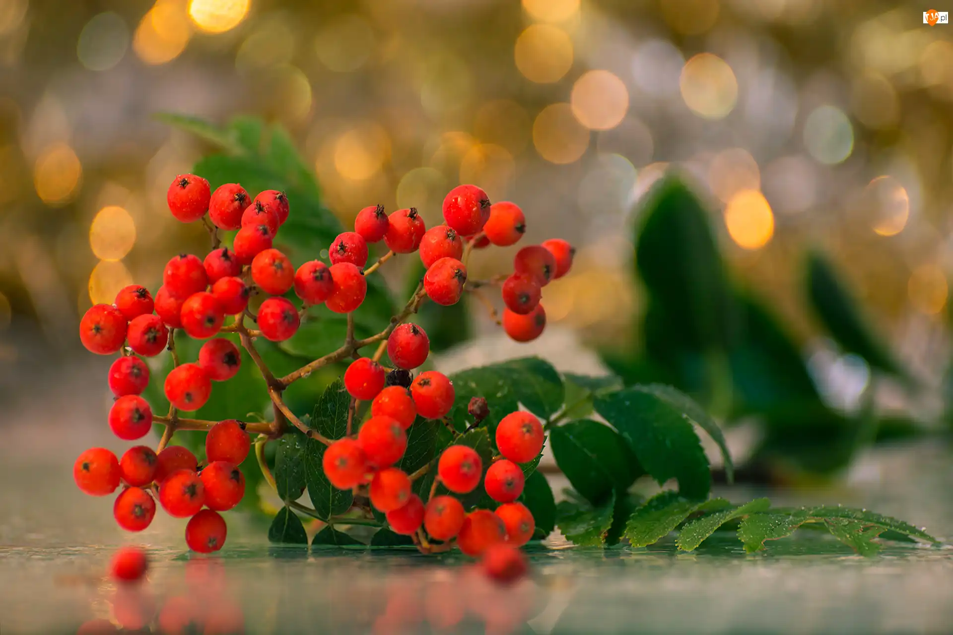 Zielone, Bokeh, Jarzębina, Czerwona, Liście