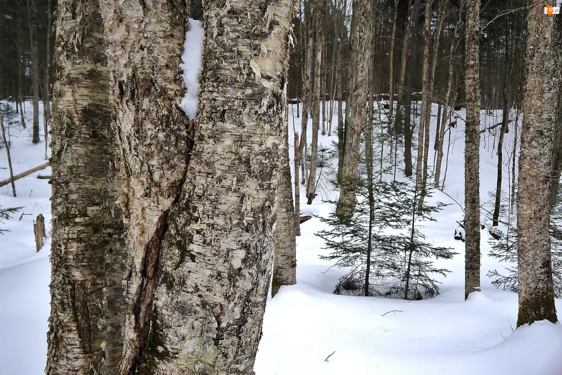 Śnieg, Las