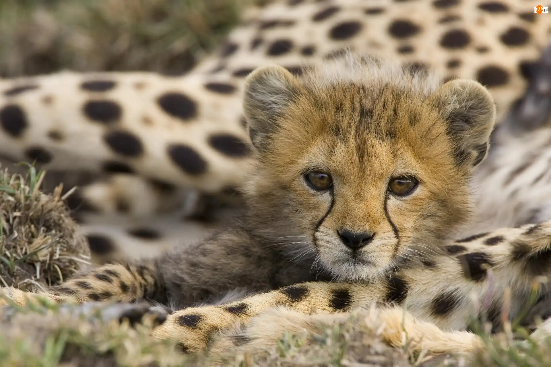 Gepard, Młody