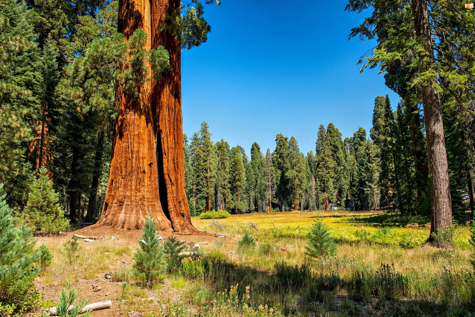 Sekwoje, Polana, Park Narodowy Sequoia Kings, Stany Zjednoczone, Las