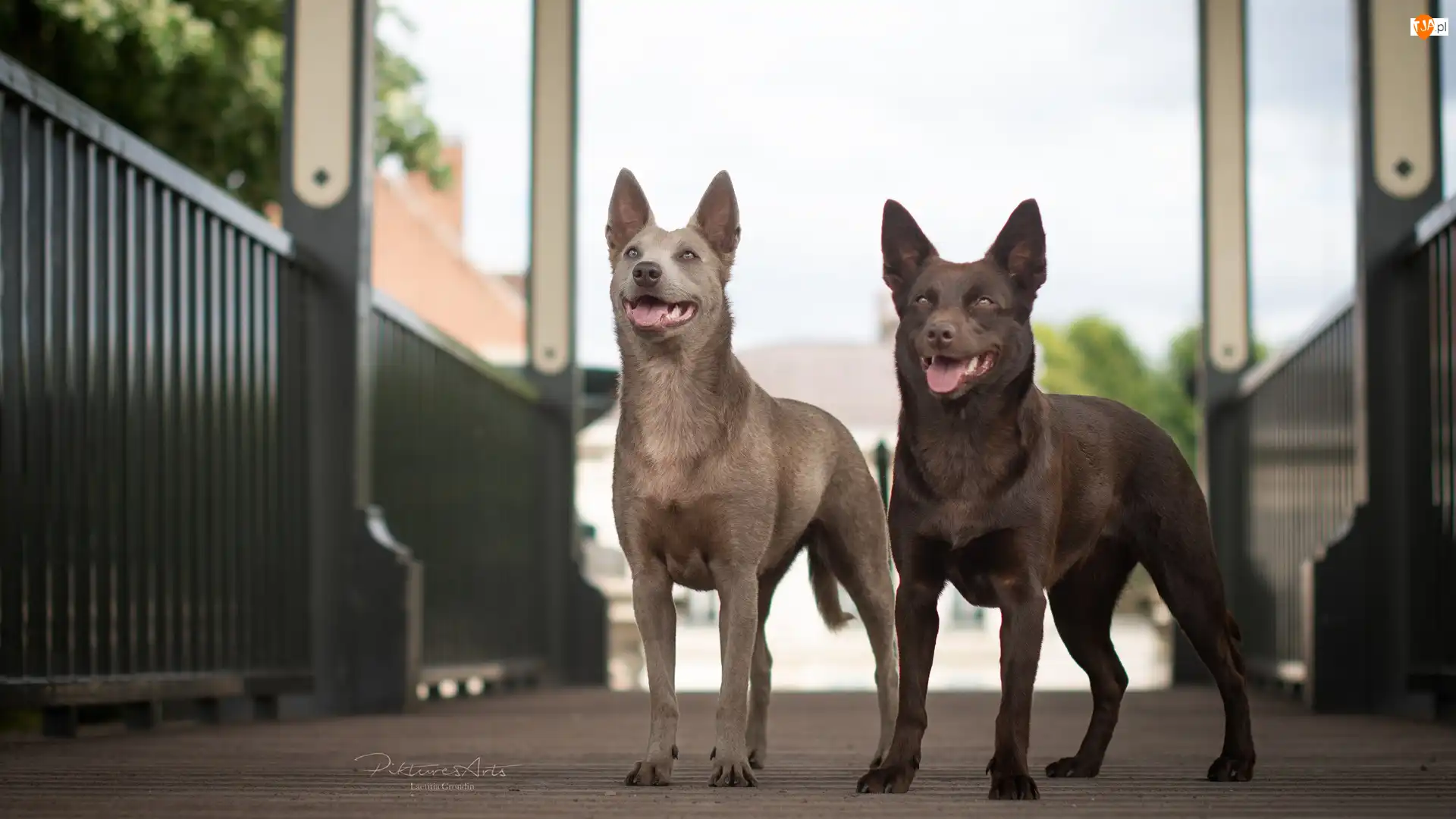 Kładka, Psy, Owczarek australijski kelpie