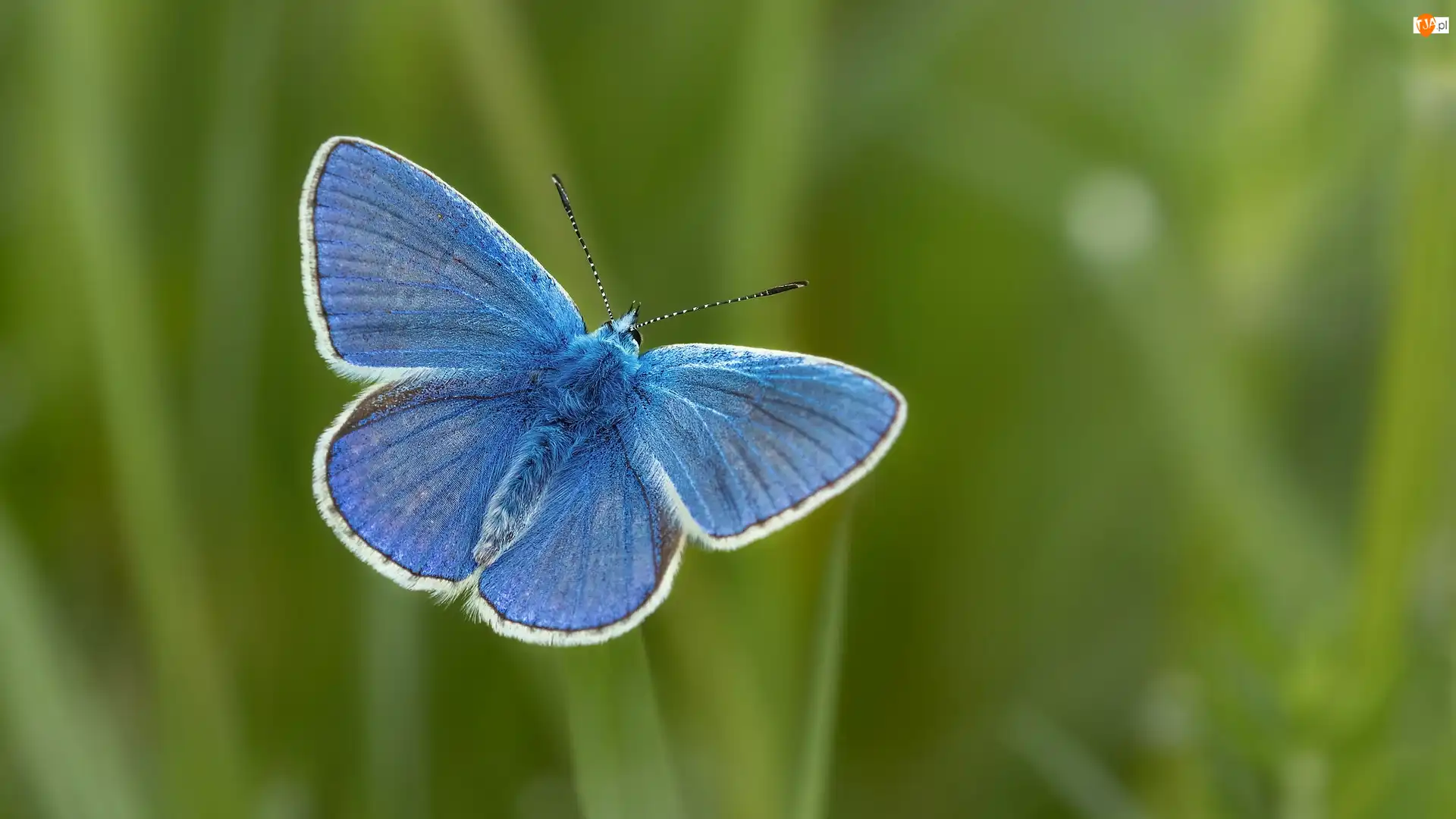 Modraszek ikar, Tło, Motyl, Niebieski, Zielone