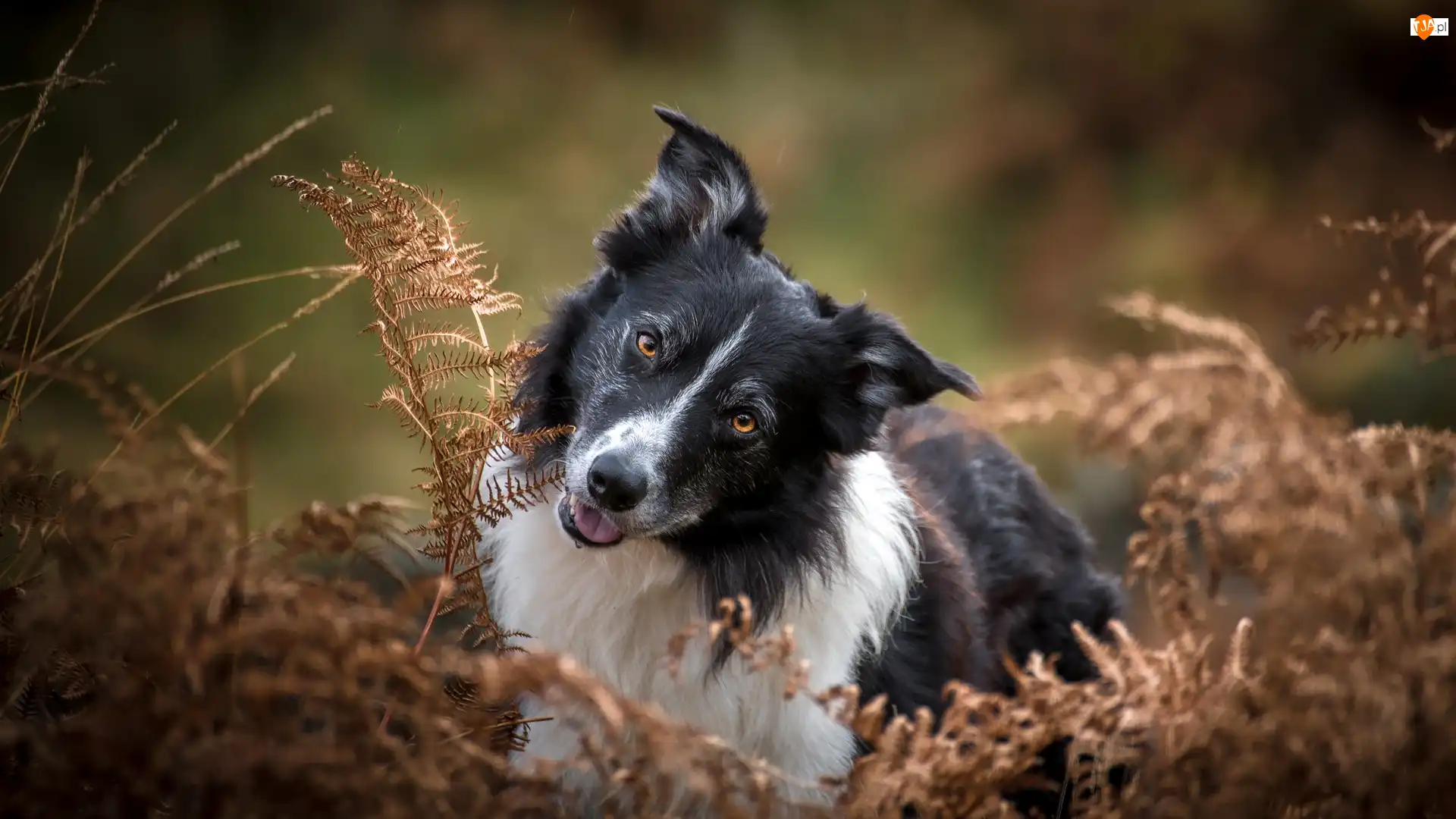 Border collie, Paprocie, Pies, Biało-czarny, Uschnięte