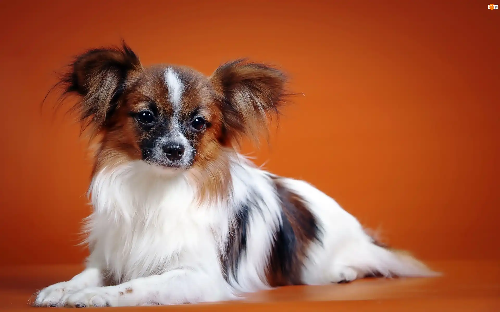 Tło, Piesek, Pomarańczowe