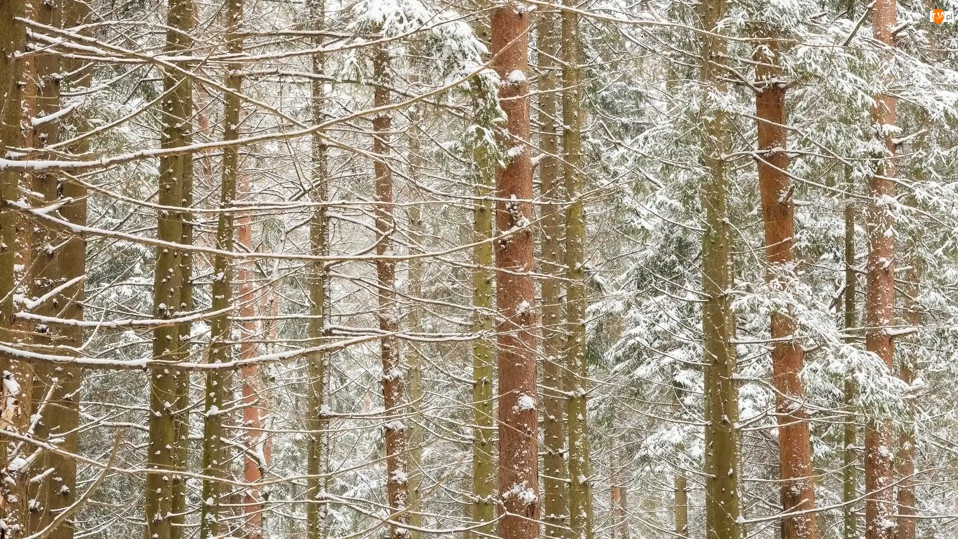 Zima, Las, Drzewa, Ośnieżone, Śnieg