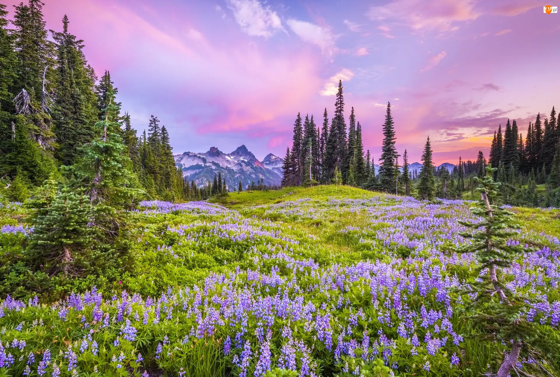 Łąka, Park Narodowy Mount Rainier, Kwiaty, Drzewa, Stan Waszyngton, Łubin, Stratowulkan Mount Rainier, Stany Zjednoczone